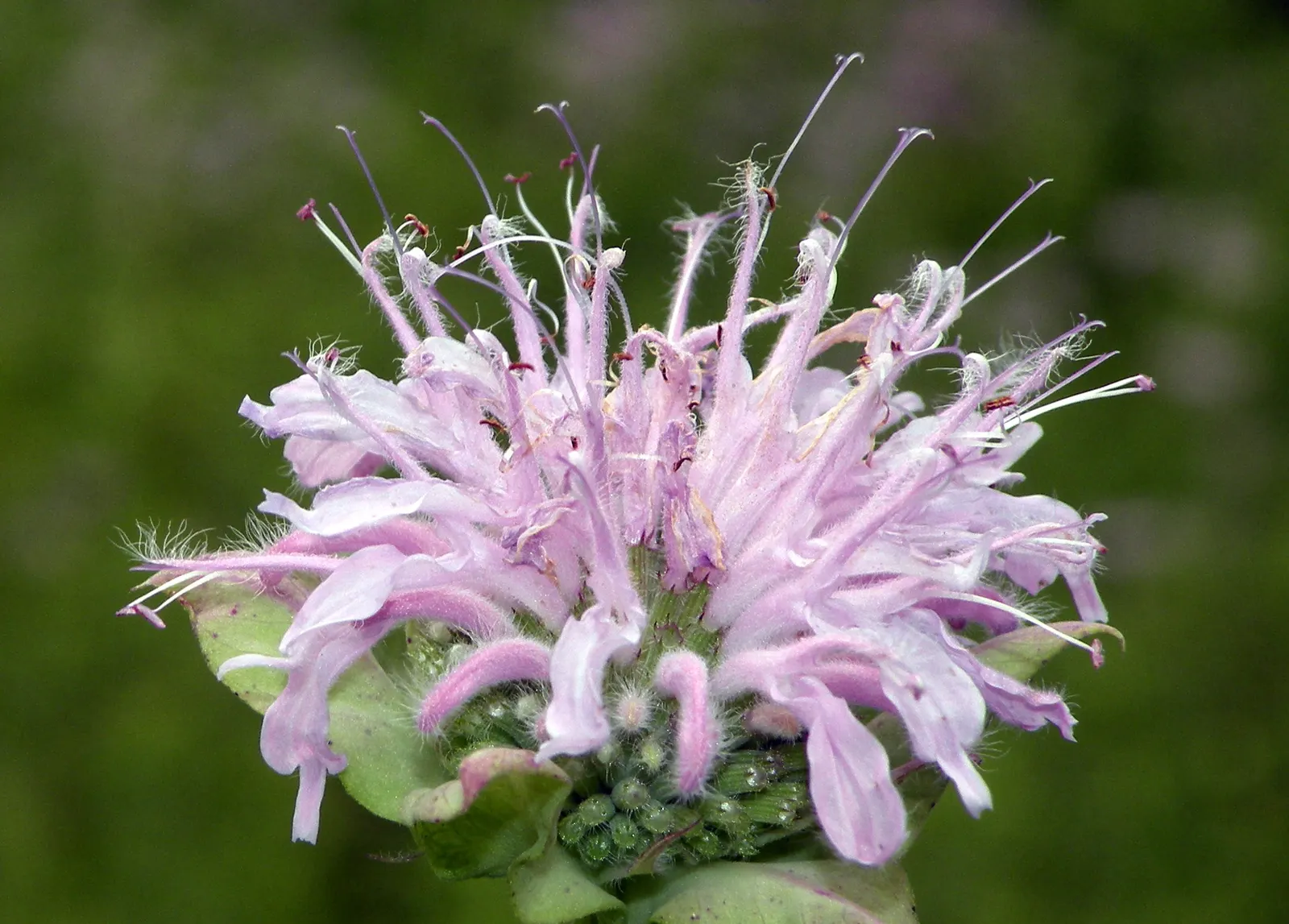 Wild Bergamot (Monarda fistulosa) — Wild Bergamot or Monarda fistulosa, is a resilient perennial native to North America; its mint-scented foliage, image 70