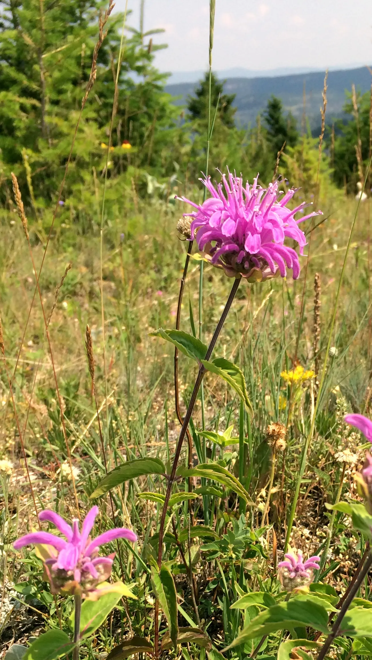 Wild Bergamot (Monarda fistulosa) — Whether used in a wildflower meadow; wild Bergamot or Monarda fistulosa, is a resilient perennial native to North America