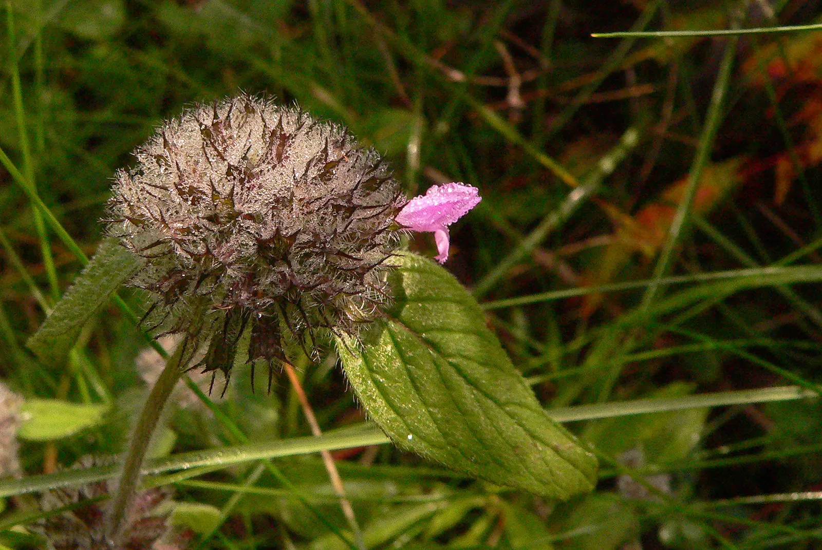 Wild Bergamot (Monarda fistulosa) — which is important for preventing powdery mildew.<br><br>The plant blooms from mid to late summer; blooming mid, image 103