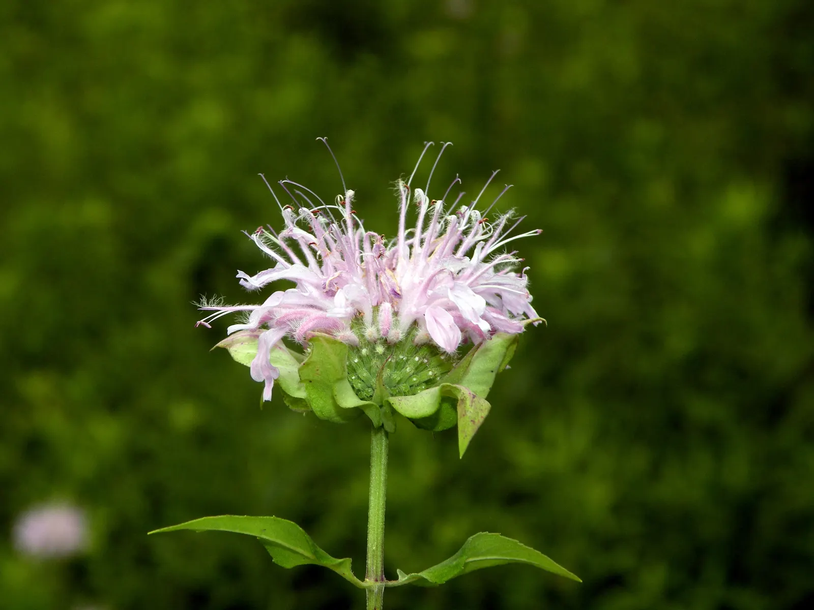 Wild Bergamot (Monarda fistulosa) — which is important for preventing powdery mildew.<br><br>The plant blooms from mid to late summer; blooming mid, image 57