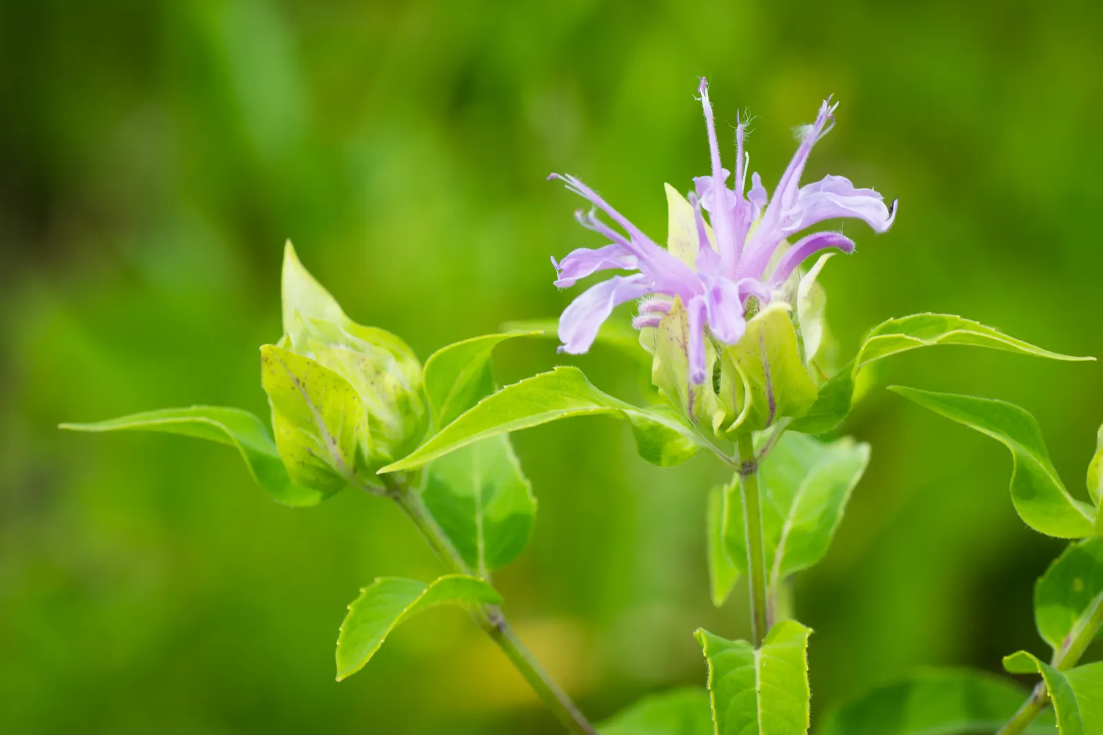 Wild Bergamot (Monarda fistulosa) — cut back Monarda fistulosa to ground level in late fall to encourage a fresh burst of growth come spring; or as, image 105