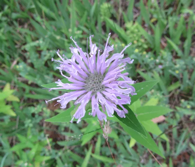 Wild Bergamot (Monarda fistulosa) — Its mint-scented foliage repels pests, making it a low-maintenance choice; it features lavender-pink tubular, image 50
