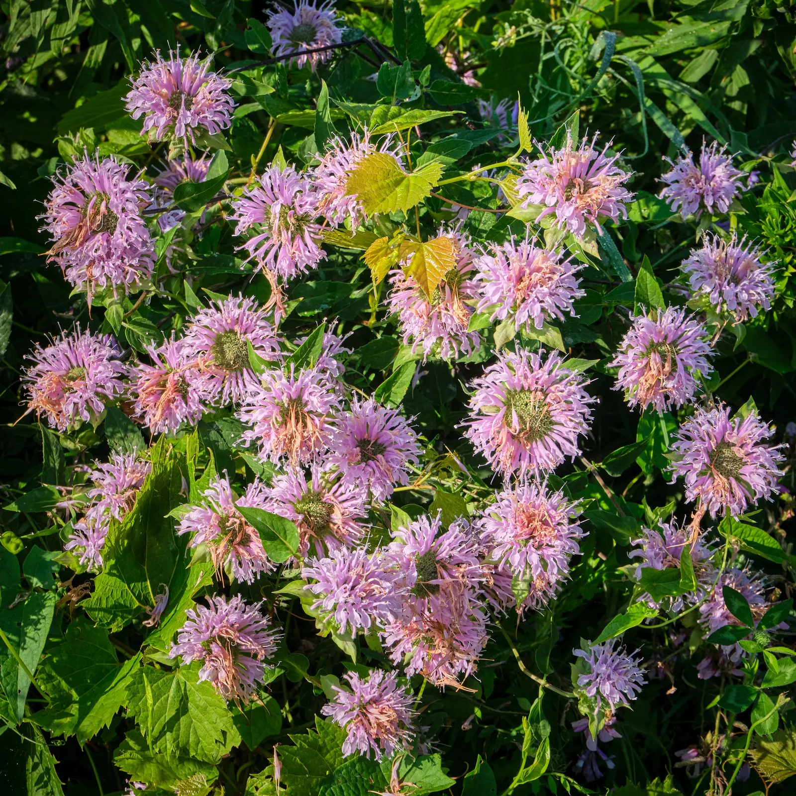 Wild Bergamot (Monarda fistulosa) — It flourishes in full sun to partial shade and prefers well-drained soil; the Wild Bergamot is ideal for a mid-border