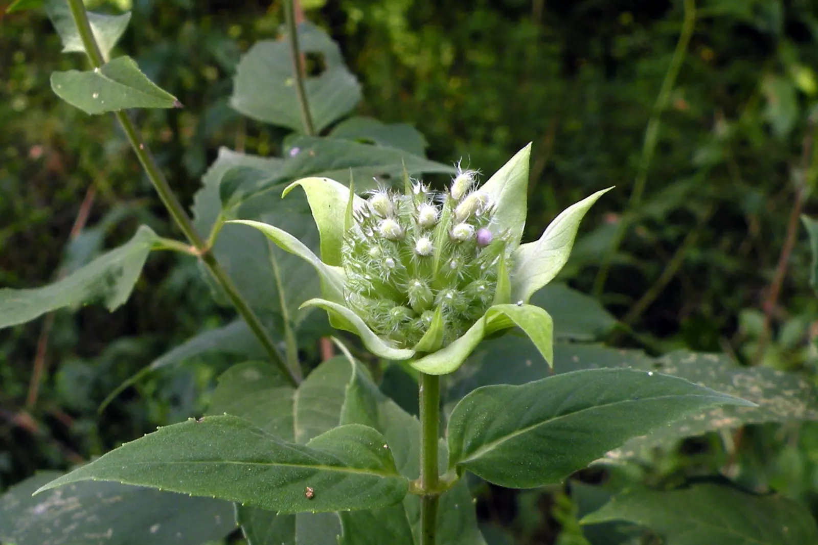Wild Bergamot (Monarda fistulosa) — an informal traditional bed
