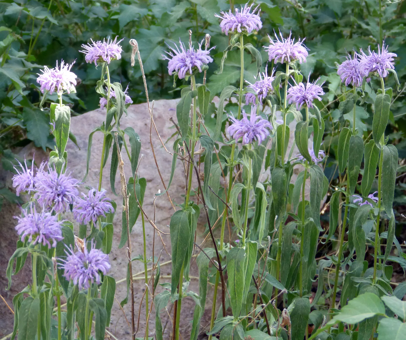 Wild Bergamot (Monarda fistulosa) — adding both ecological value and visual interest to any landscape; making it a versatile choice for various, image 121