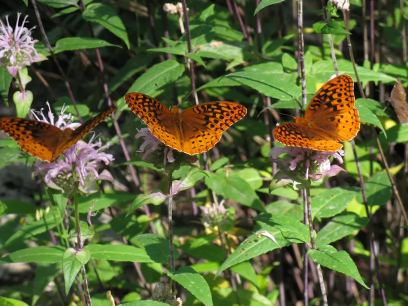 Wild Bergamot (Monarda fistulosa) — cut back Monarda fistulosa to ground level in late fall to encourage a fresh burst of growth come spring; or as part of a