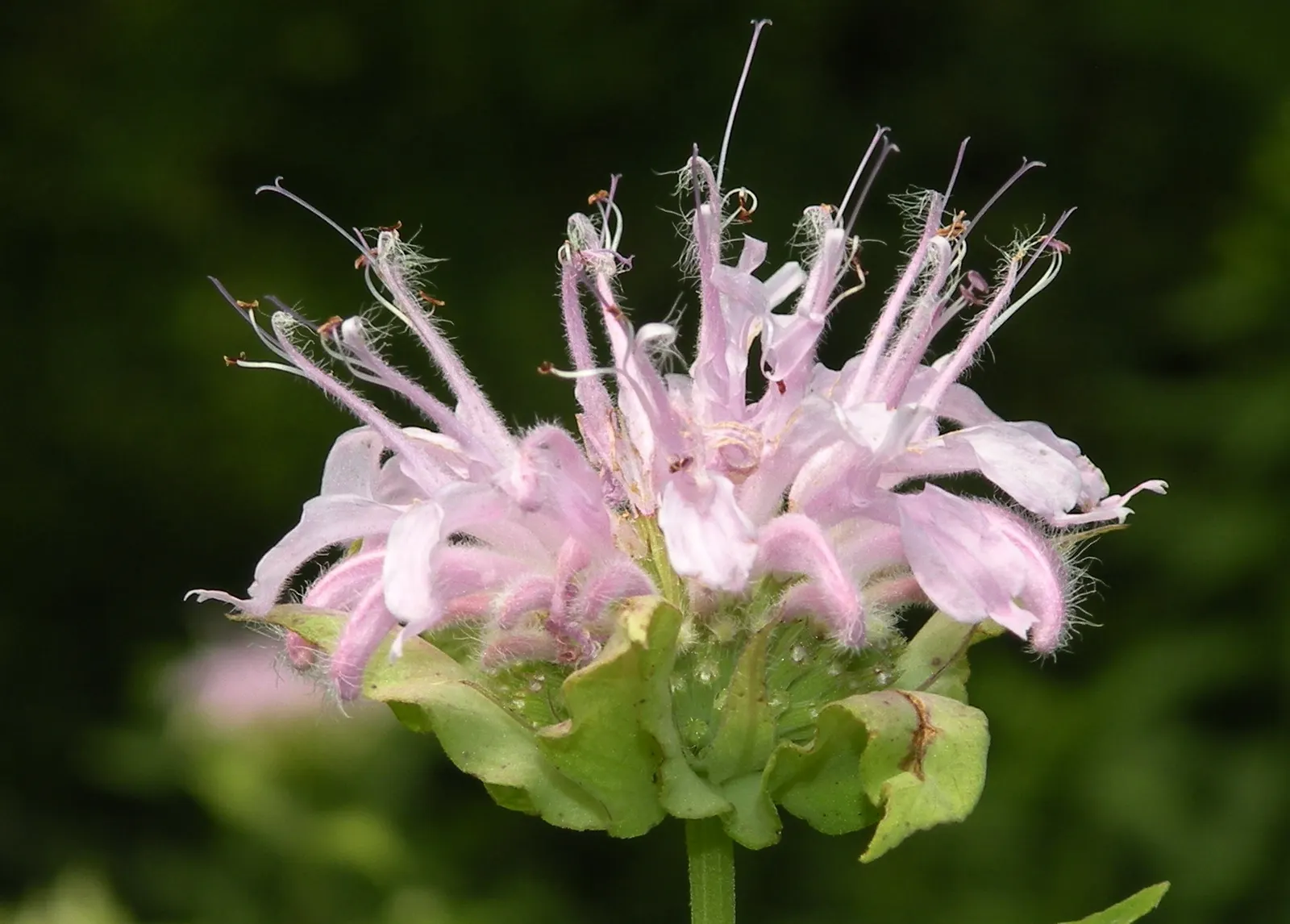 Wild Bergamot (Monarda fistulosa) — which is important for preventing powdery mildew.<br><br>The plant blooms from mid to late summer; blooming mid, image 80