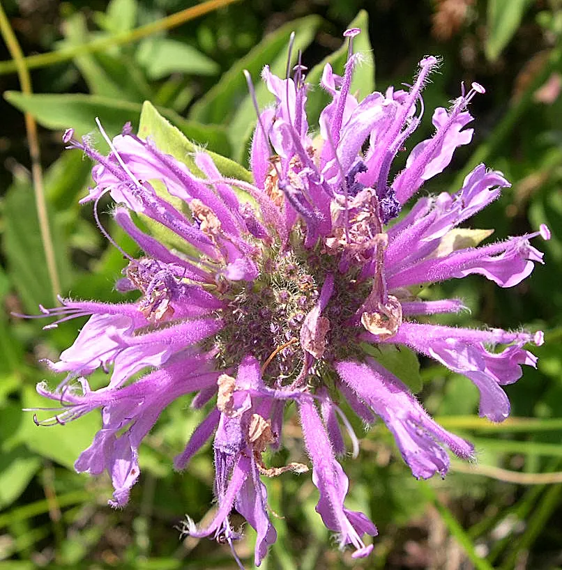 Wild Bergamot (Monarda fistulosa) — Whether used in a wildflower meadow