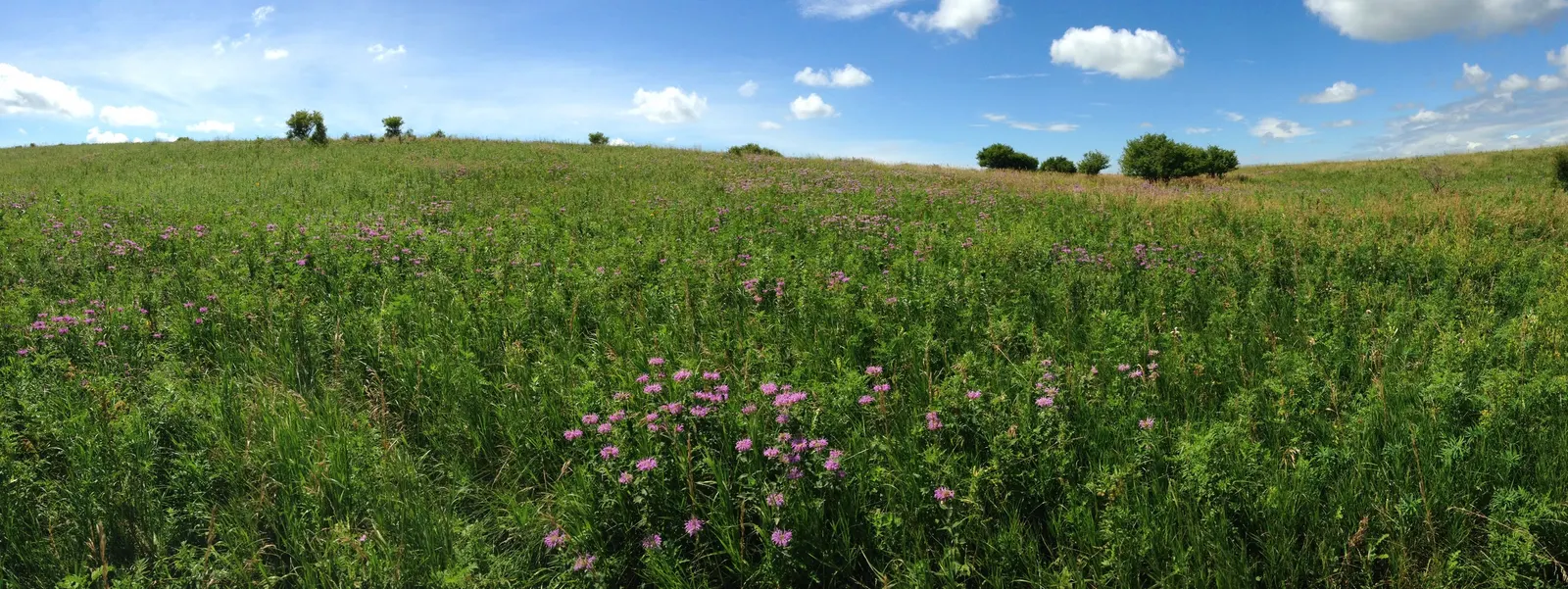 Wild Bergamot (Monarda fistulosa) — making it a versatile choice for various garden designs; whether used in a wildflower meadow