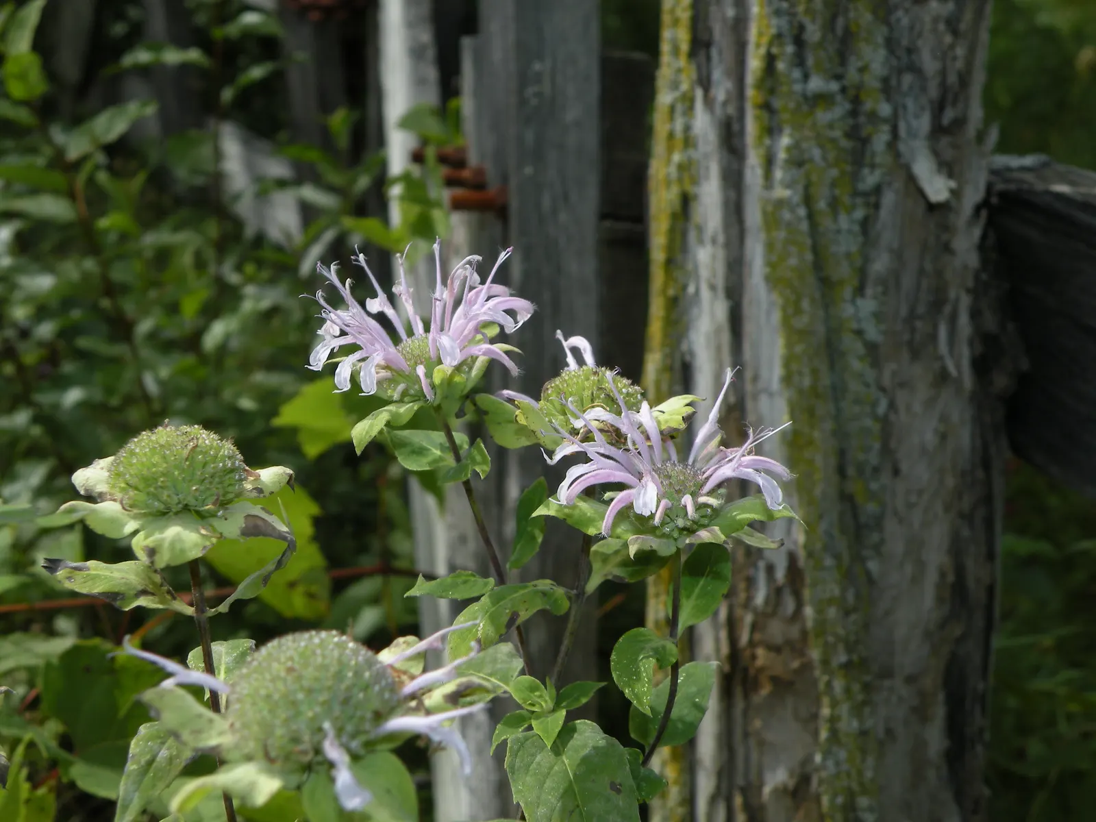 Wild Bergamot (Monarda fistulosa) — it stands up to a variety of climates; ensure to give it a spacing of about 18 to 24 inches apart for optimal, image 61