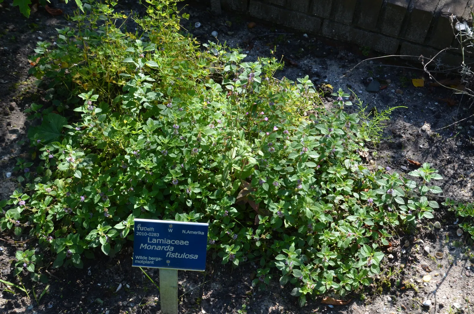 Wild Bergamot (Monarda fistulosa) — perennial for full or half; high-impact plant is a guaranteed way to enliven any outdoor space