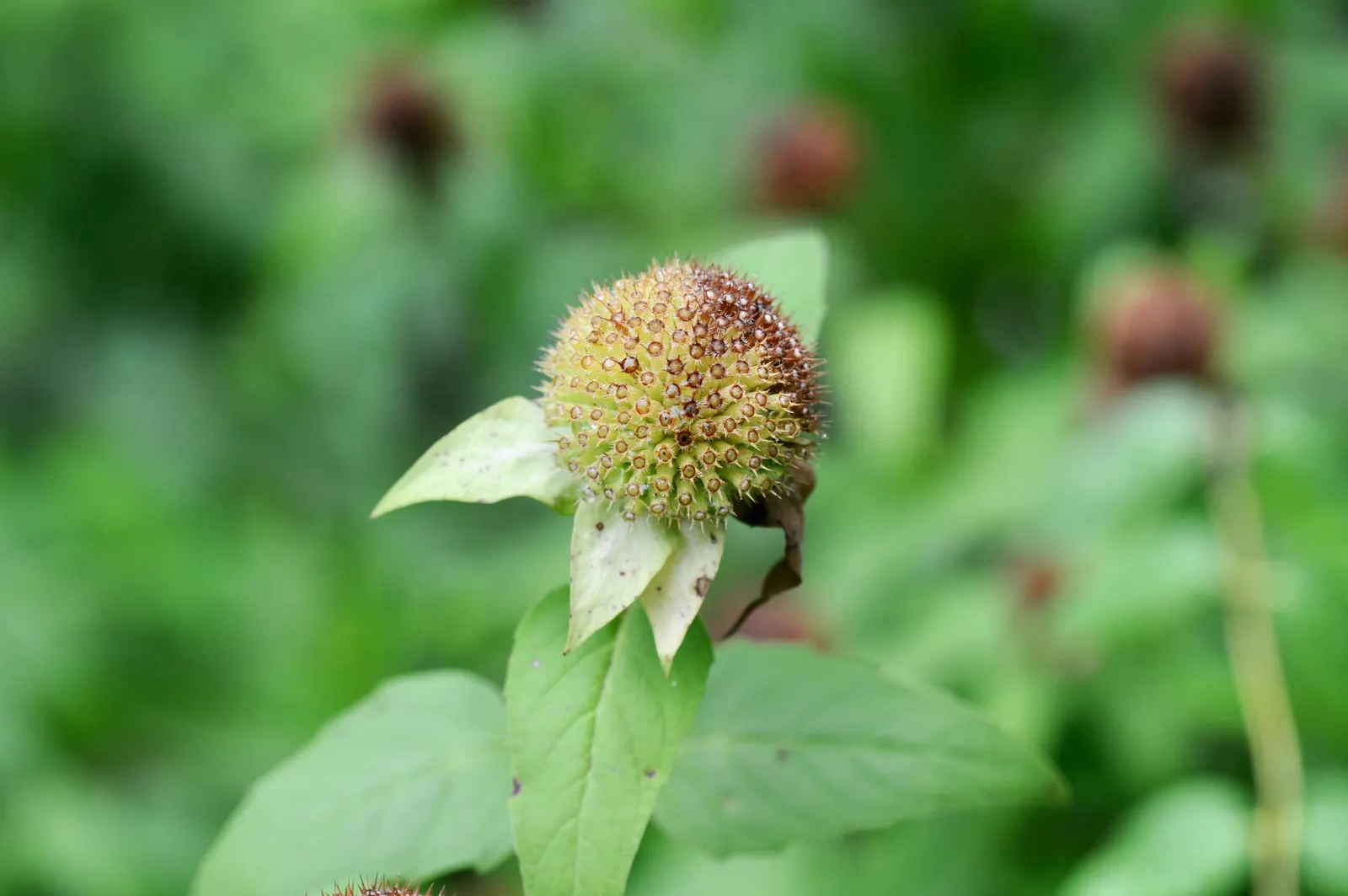 Wild Bergamot (Monarda fistulosa) — tolerating even dry conditions once established; hardy in USDA zones 4 through 9, image 124