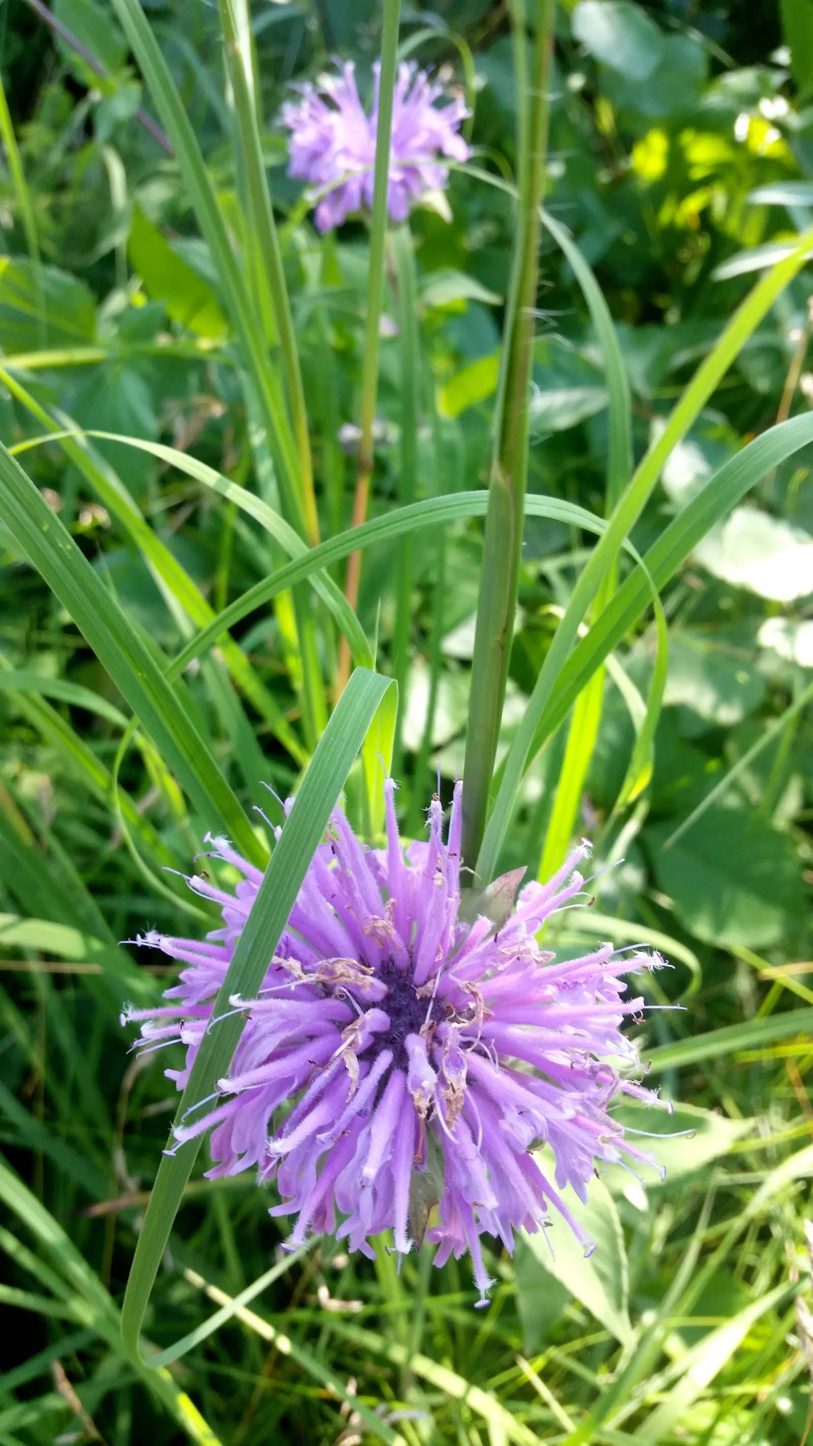 Wild Bergamot (Monarda fistulosa) — This plant thrives in full to partial sun, in zones 3 to 9, with moderate water needs; an informal traditional, image 95