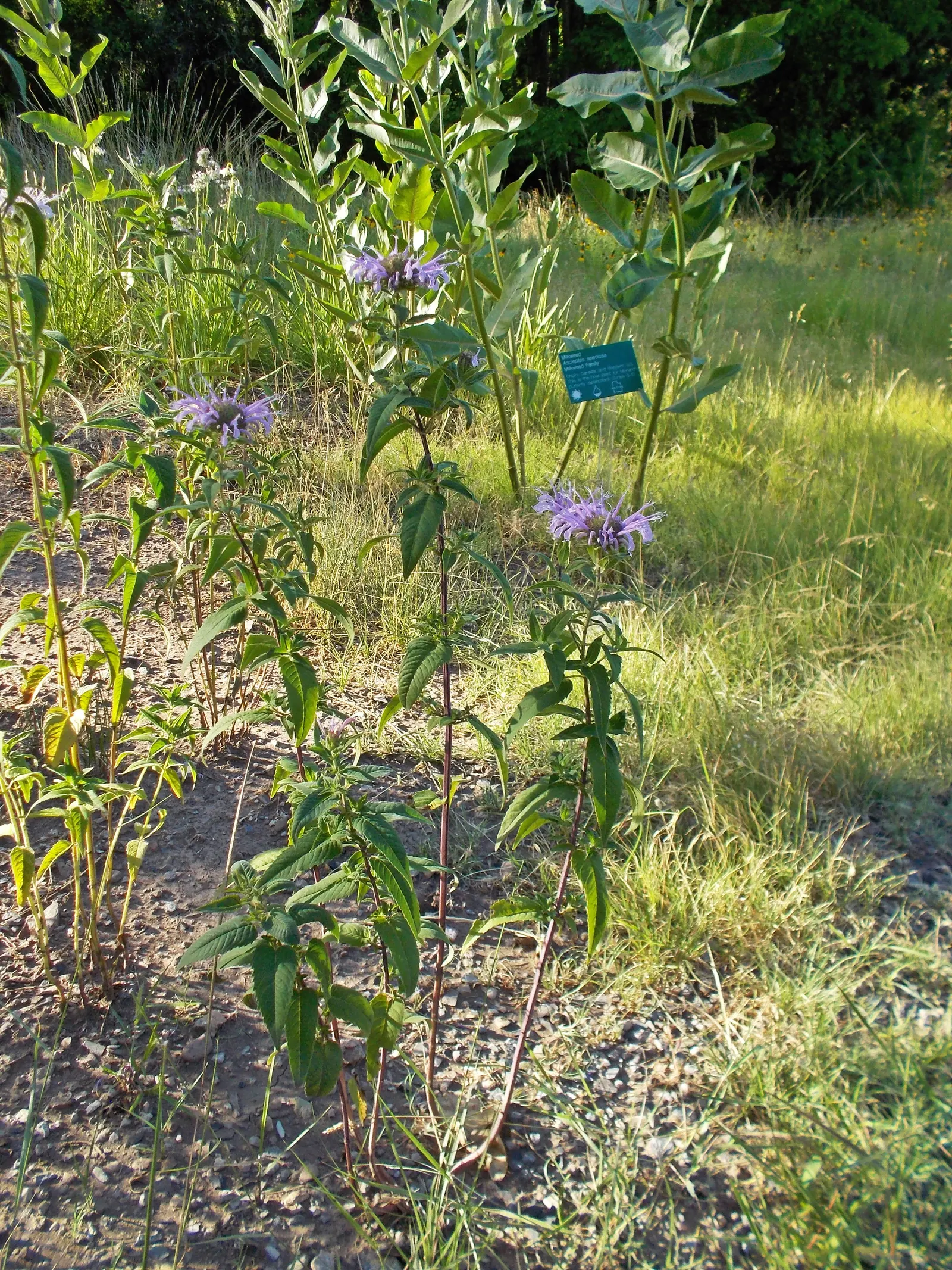 Wild Bergamot (Monarda fistulosa) — creating a long-lasting display with its tubular flowers arranged in dense, image 127