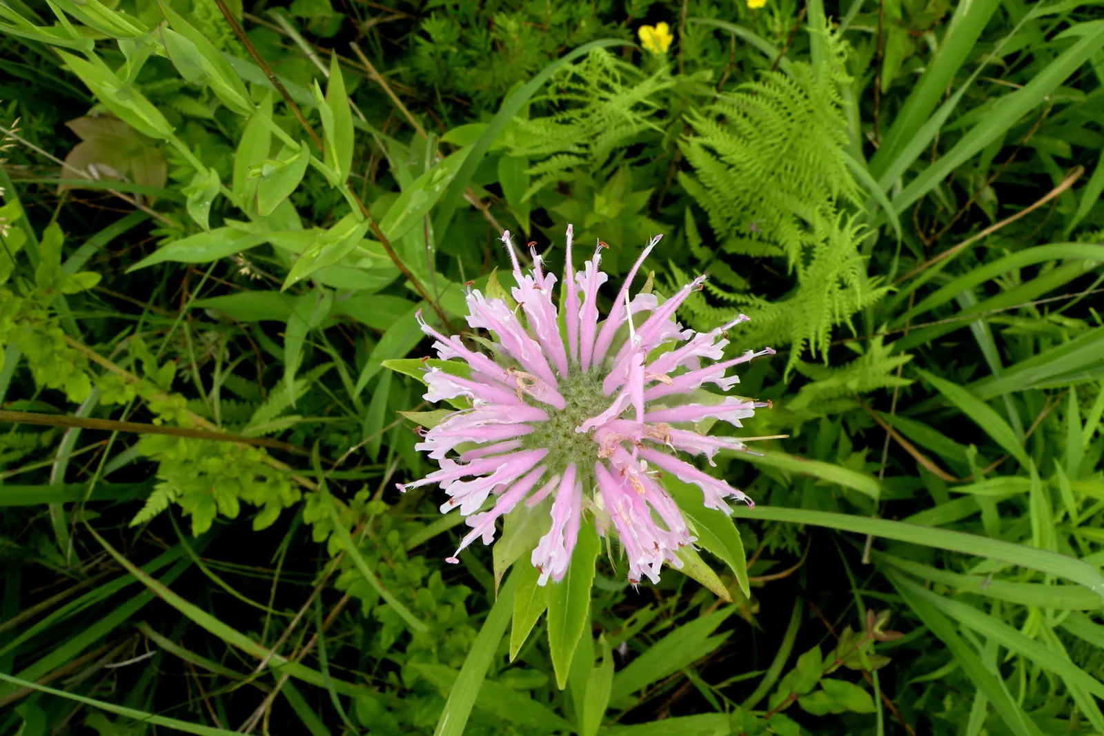 Wild Bergamot (Monarda fistulosa) — tolerating even dry conditions once established