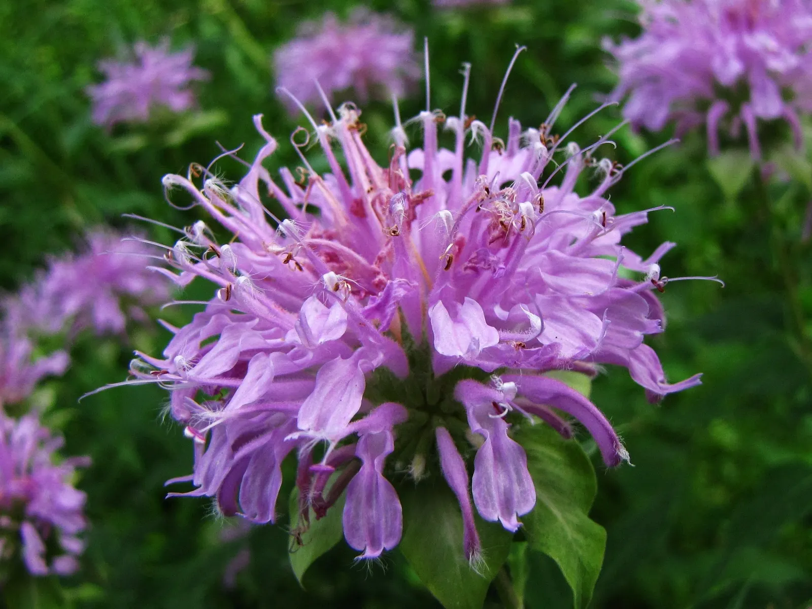 Wild Bergamot (Monarda fistulosa) — It features lavender-pink tubular flowers atop 2 to 4-feet tall stems; which is important for preventing powdery