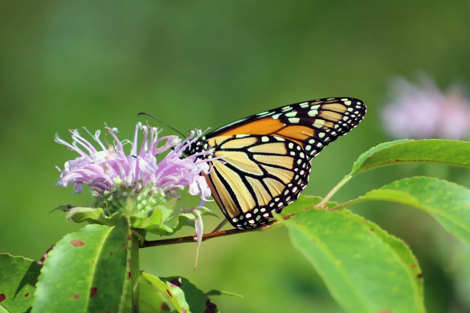 Wild Bergamot (Monarda fistulosa) — high-impact plant is a guaranteed way to enliven any outdoor space; perennial with lavender and pink blooms, image 112