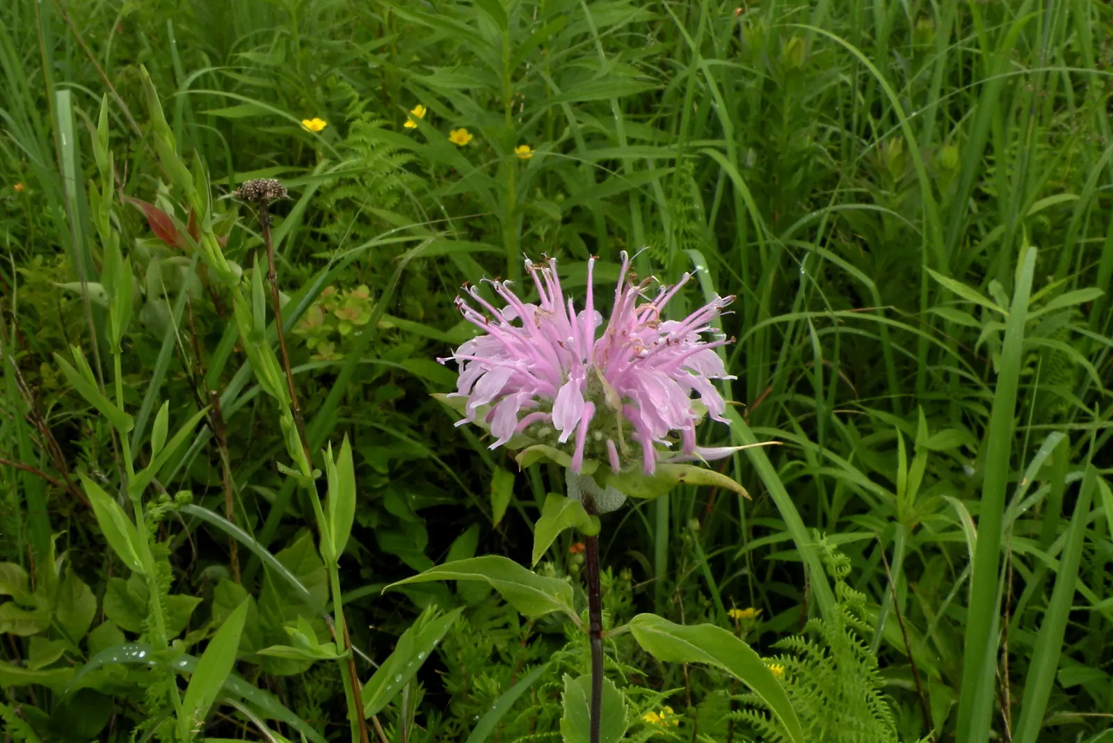 Wild Bergamot (Monarda fistulosa) — making it a versatile choice for various garden designs; whether used in a wildflower meadow, image 62