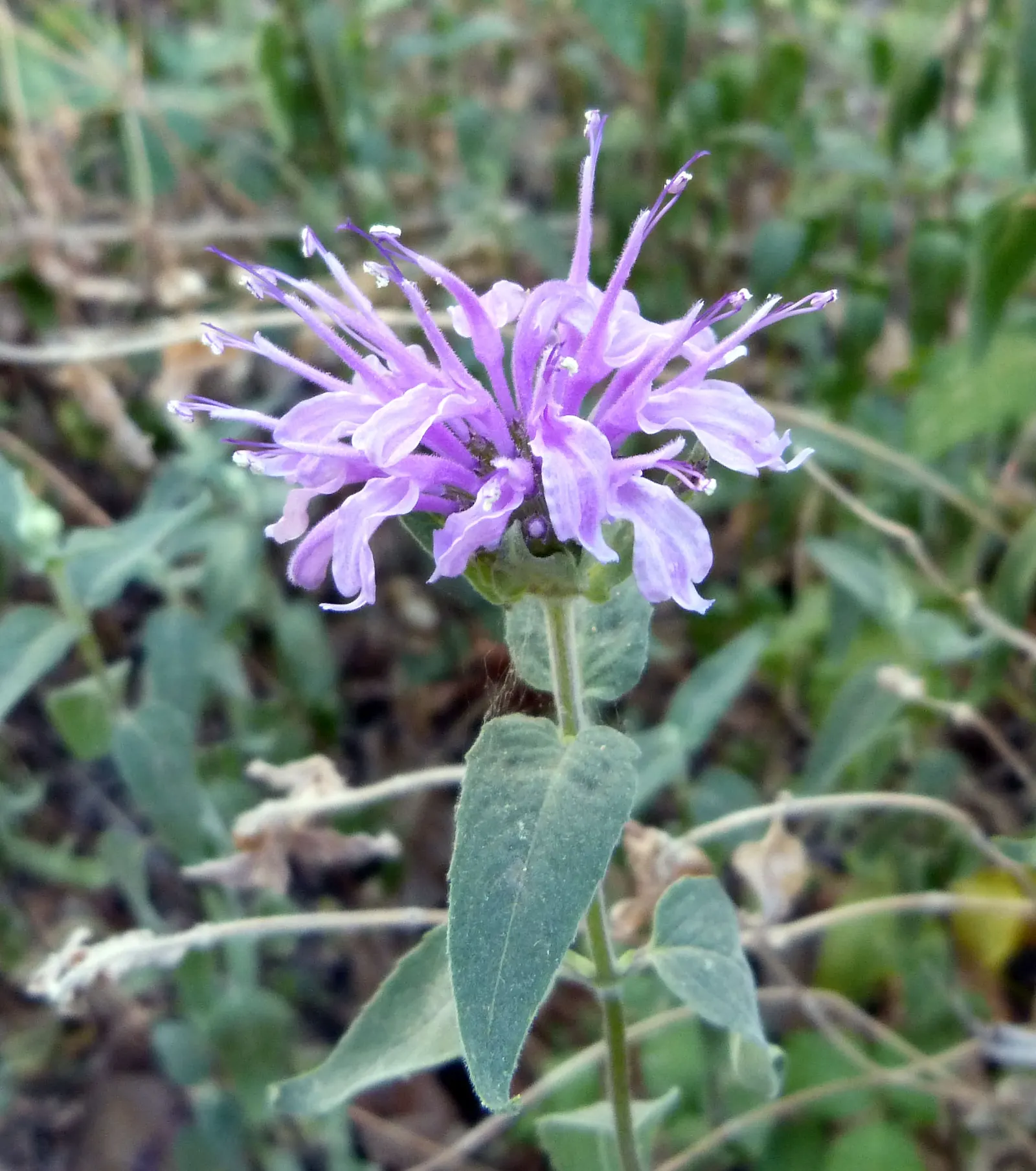 Wild Bergamot (Monarda fistulosa) — It features lavender-pink tubular flowers atop 2 to 4-feet tall stems; which is important for preventing powdery, image 71