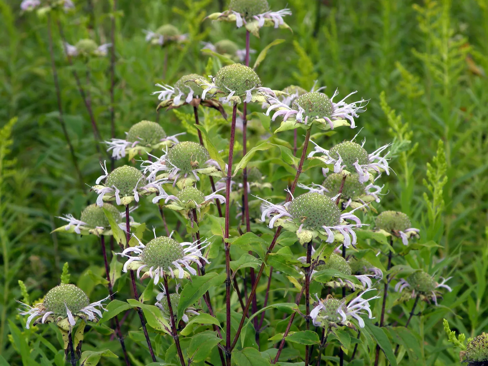 Wild Bergamot (Monarda fistulosa) — Its mint-scented foliage repels pests, making it a low-maintenance choice