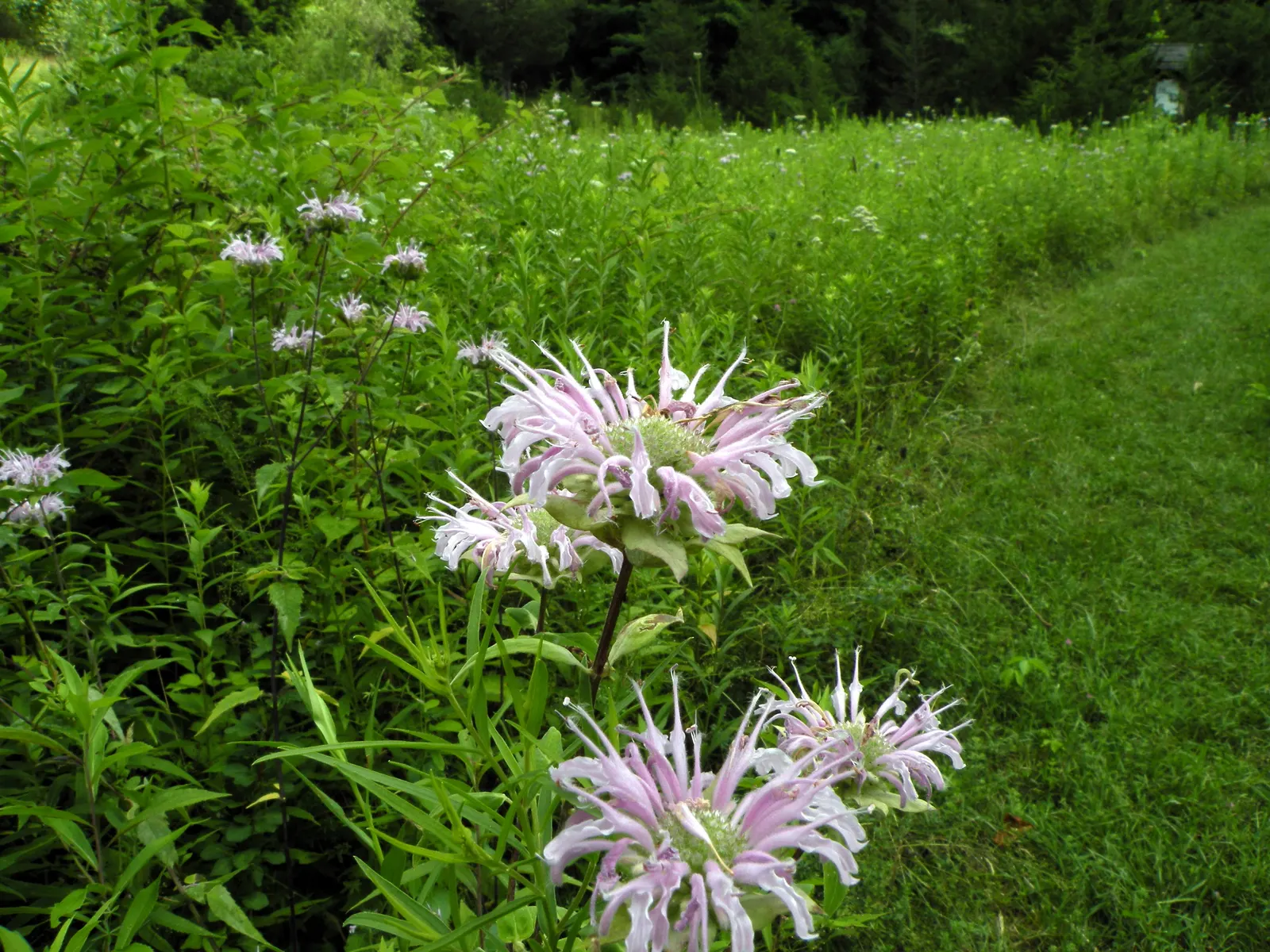 Wild Bergamot (Monarda fistulosa) — Wild Bergamot or Monarda fistulosa, is a resilient perennial native to North America; its mint-scented foliage, image 47