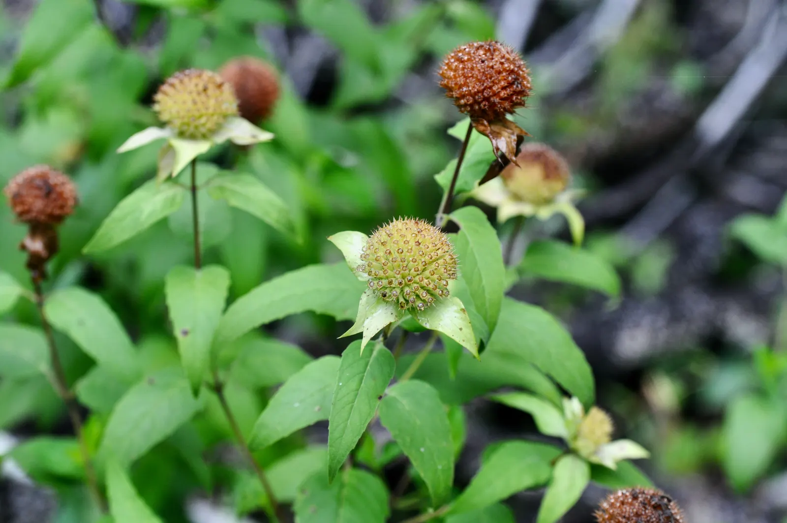 Wild Bergamot (Monarda fistulosa) — Hardy in USDA zones 4 through 9; this plant thrives in full to partial sun, in zones 3 to 9, with moderate, image 106