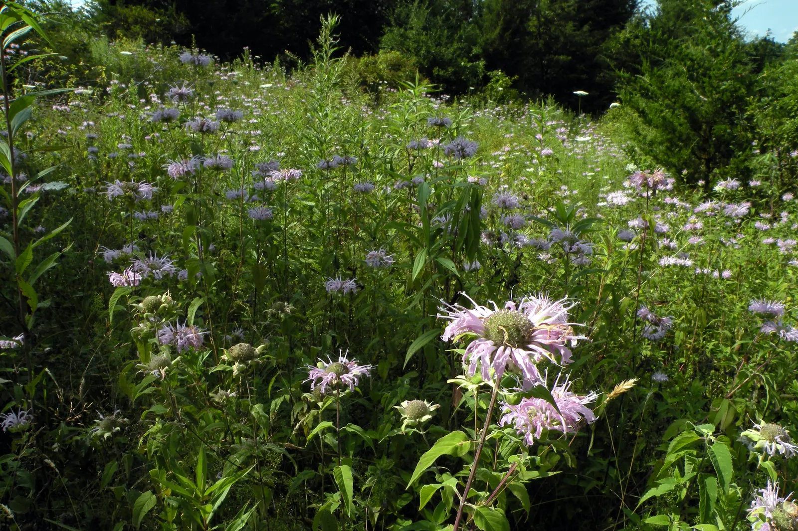 Wild Bergamot (Monarda fistulosa) — adding both ecological value and visual interest to any landscape; making it a versatile choice for various garden designs