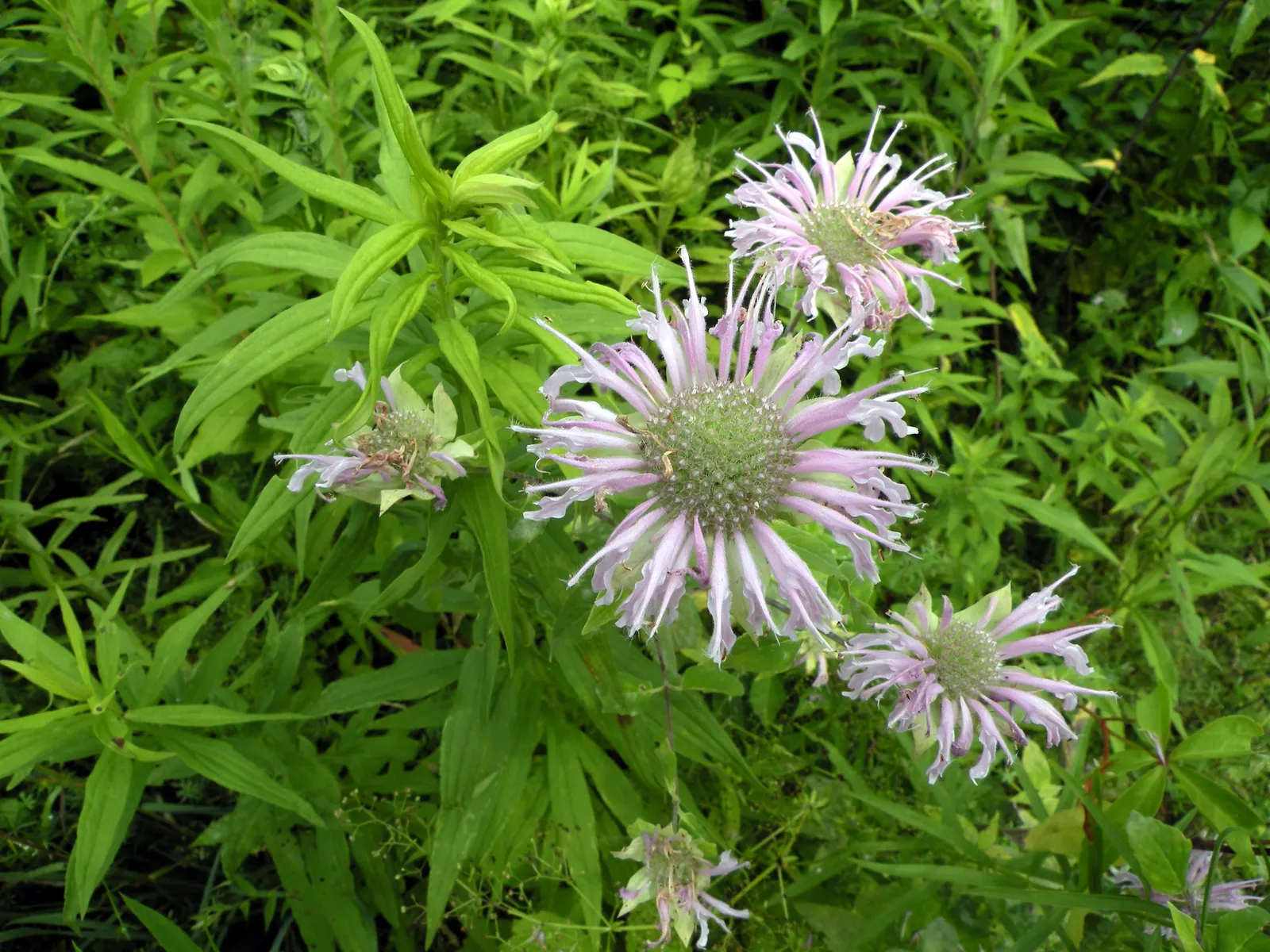 Wild Bergamot (Monarda fistulosa) — This plant thrives in full to partial sun, in zones 3 to 9, with moderate water needs; an informal traditional bed