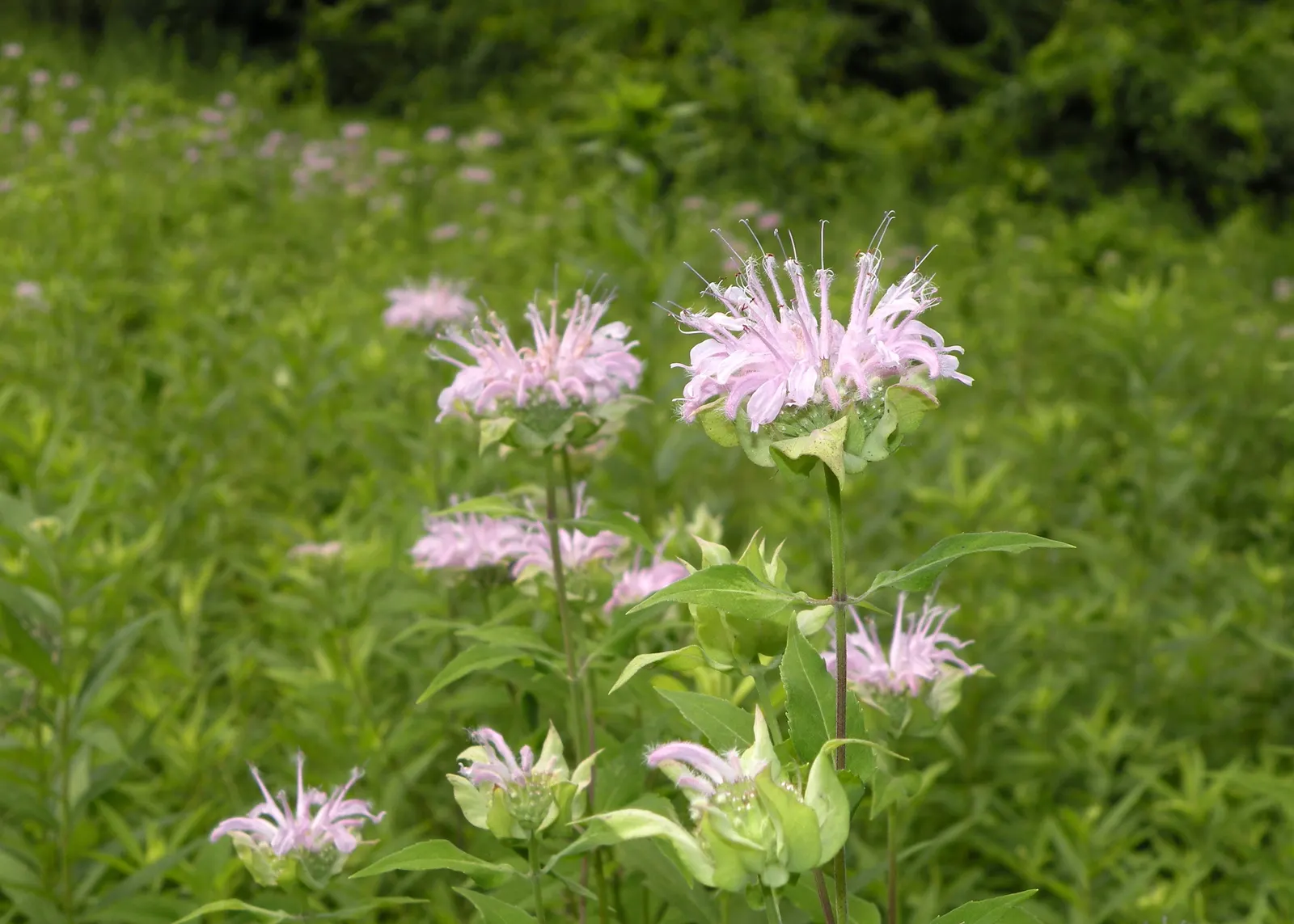 Wild Bergamot (Monarda fistulosa) — an informal traditional bed; it flourishes in full sun to partial shade and prefers well-drained soil, image 87