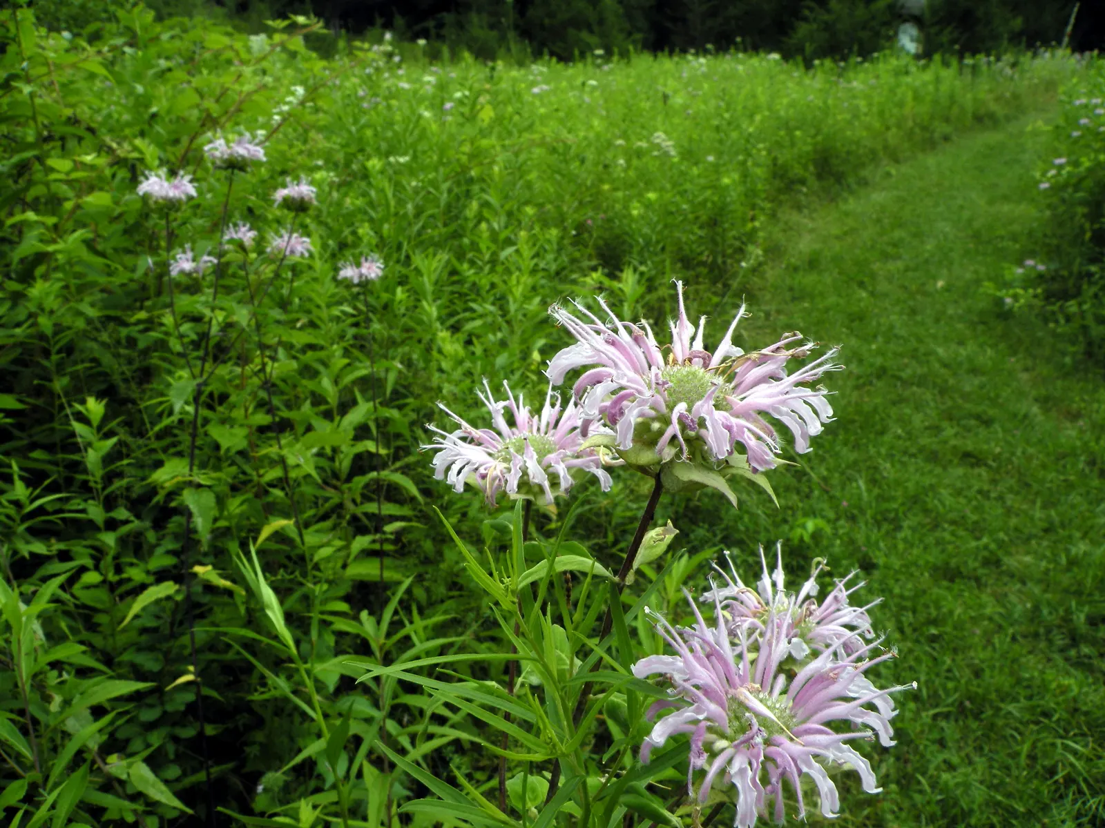 Wild Bergamot (Monarda fistulosa) — the Wild Bergamot is ideal for a mid-border position where its clump-forming nature can be showcased; perennial, image 122