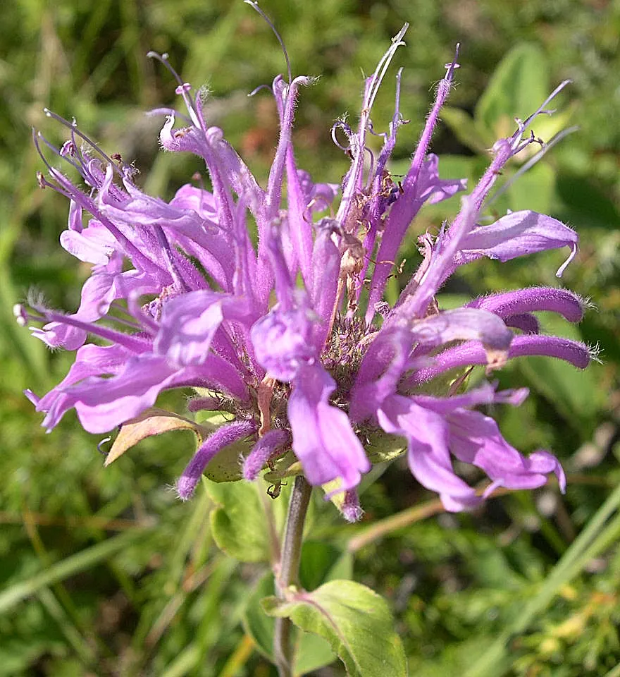 Wild Bergamot (Monarda fistulosa) — creating a long-lasting display with its tubular flowers arranged in dense, image 58