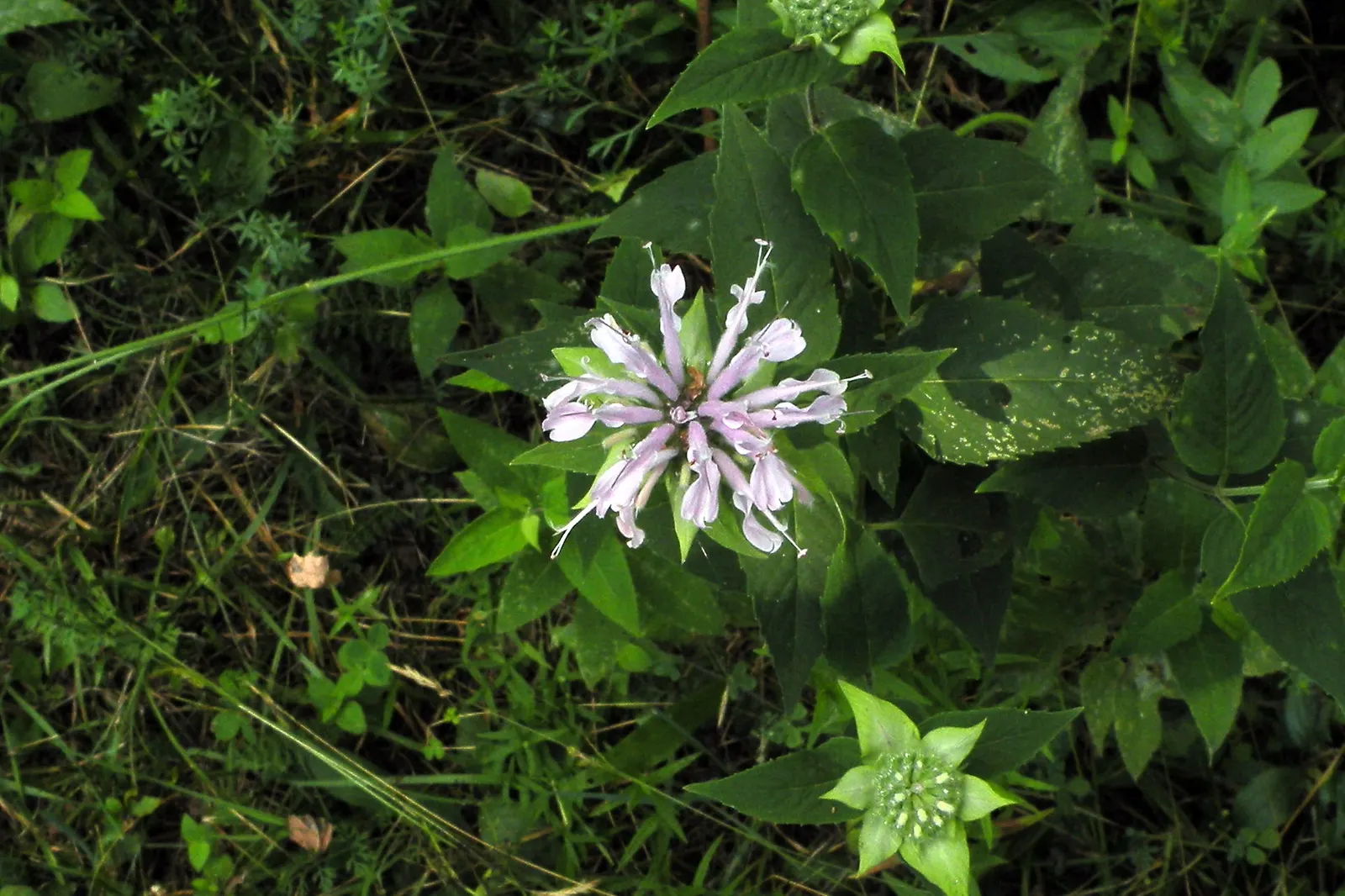 Wild Bergamot (Monarda fistulosa) — Blooming mid to late summer; tolerating even dry conditions once established, image 120