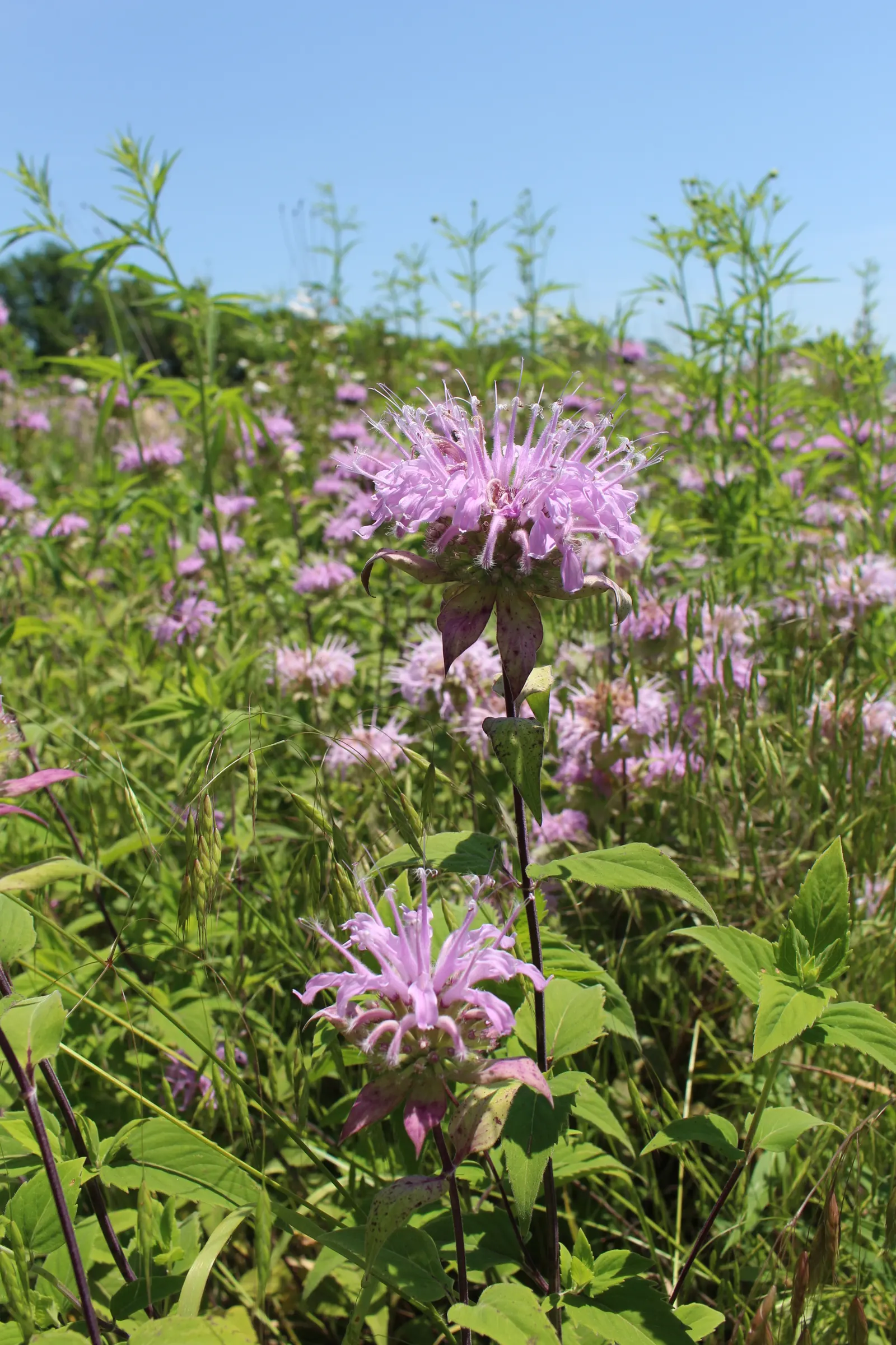 Wild Bergamot (Monarda fistulosa) — which is important for preventing powdery mildew.<br><br>The plant blooms from mid to late summer