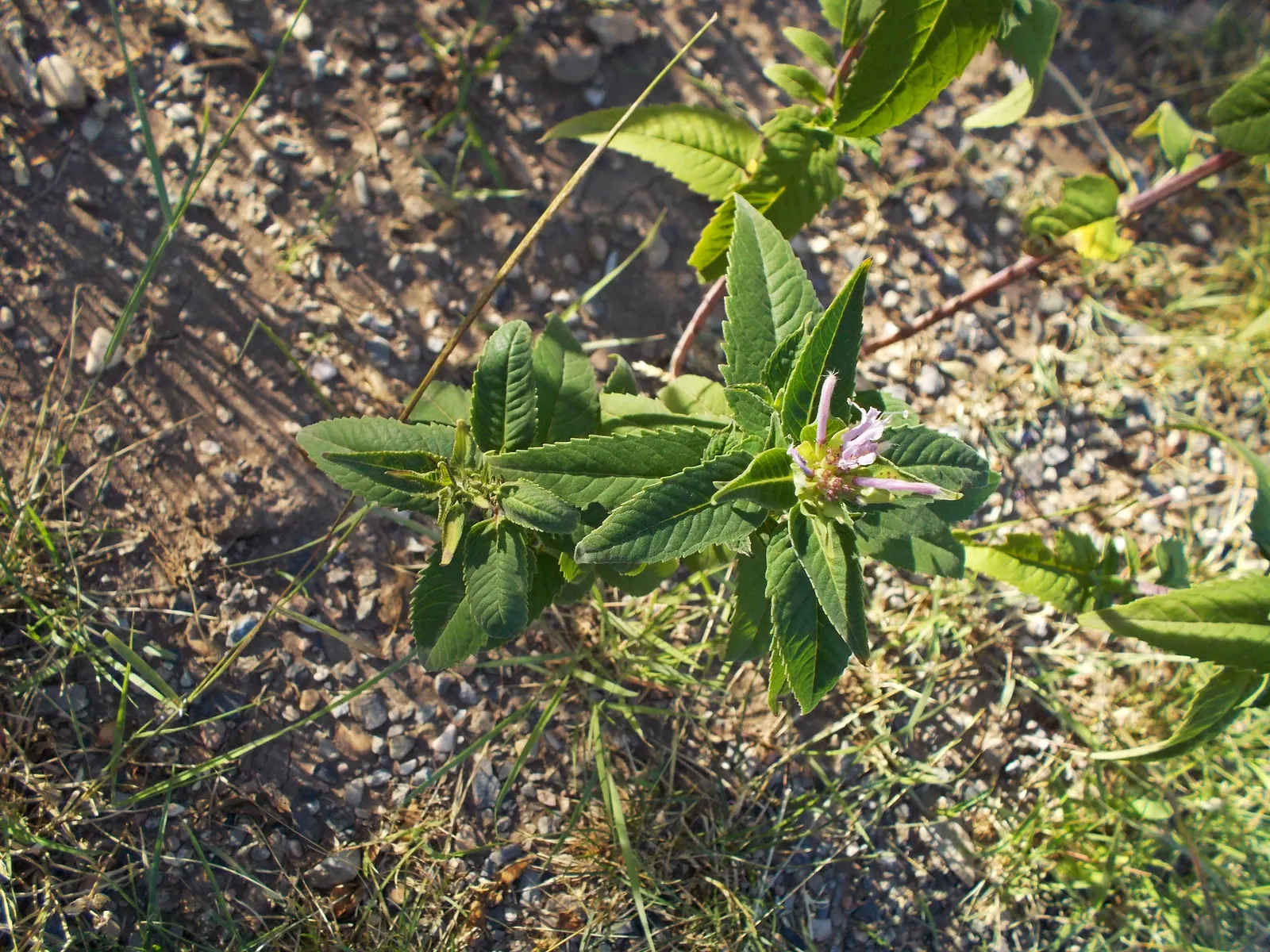 Wild Bergamot (Monarda fistulosa) — Blooming mid to late summer; tolerating even dry conditions once established