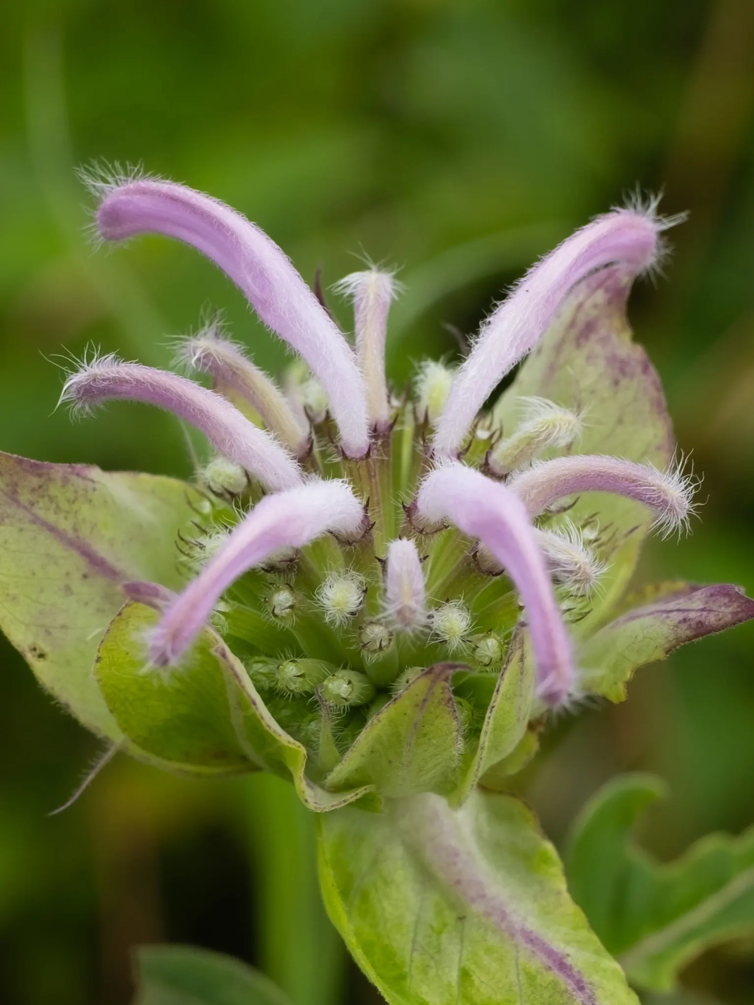 Wild Bergamot (Monarda fistulosa) — the Wild Bergamot is ideal for a mid-border position where its clump-forming nature can be showcased; perennial, image 99
