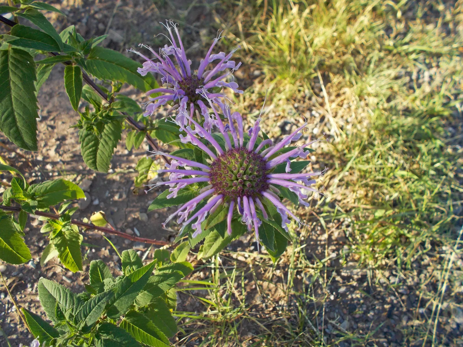 Wild Bergamot (Monarda fistulosa) — perennial with lavender and pink blooms; cut back Monarda fistulosa to ground level in late fall to encourage a, image 114
