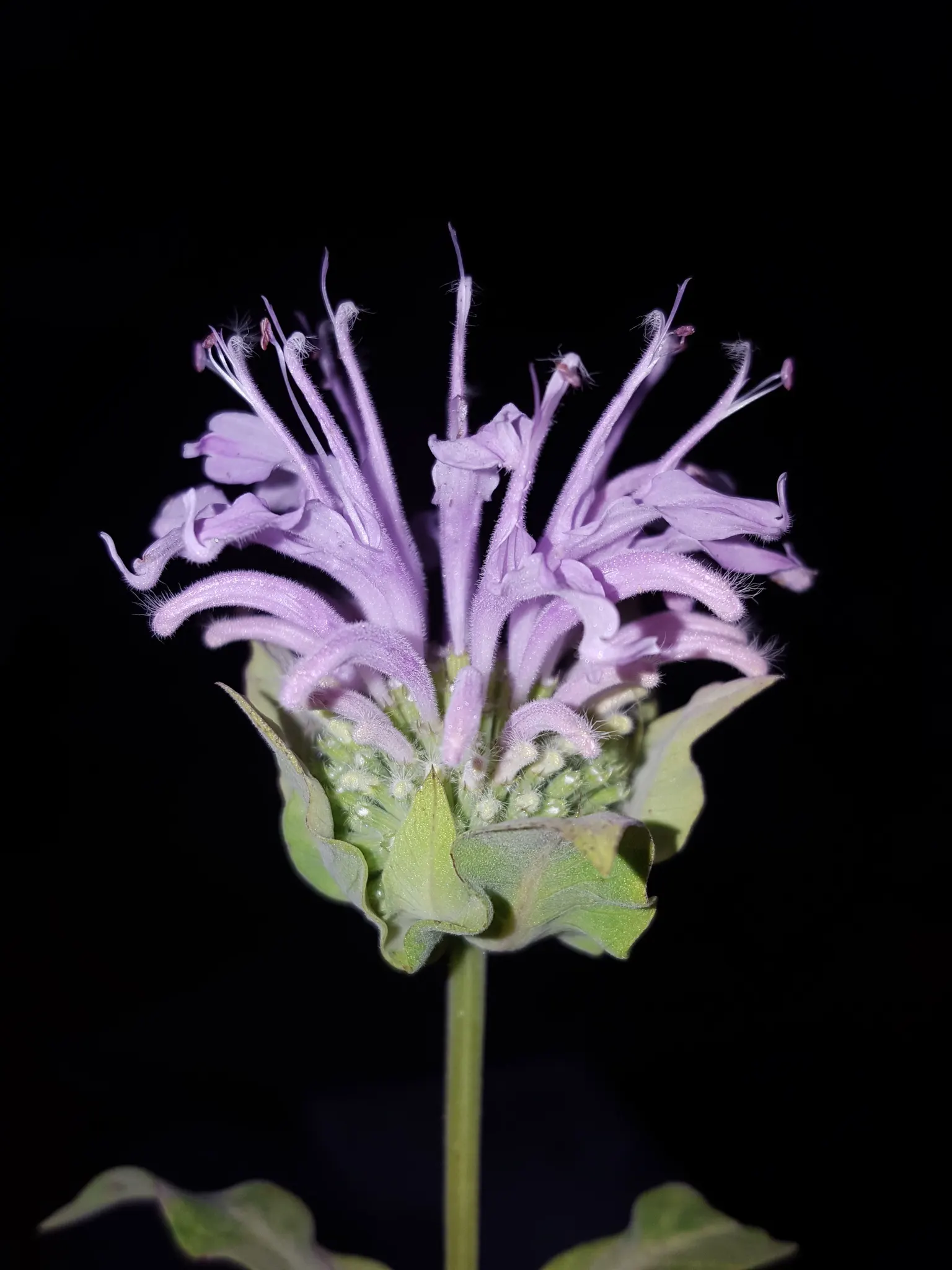 Wild Bergamot (Monarda fistulosa) — it stands up to a variety of climates; ensure to give it a spacing of about 18 to 24 inches apart for optimal, image 84