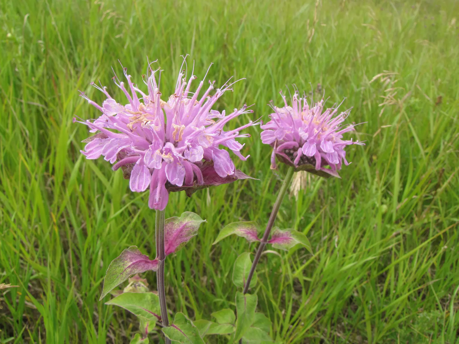 Wild Bergamot (Monarda fistulosa) — Wild Bergamot or Monarda fistulosa, is a resilient perennial native to North America; its mint-scented foliage, image 116