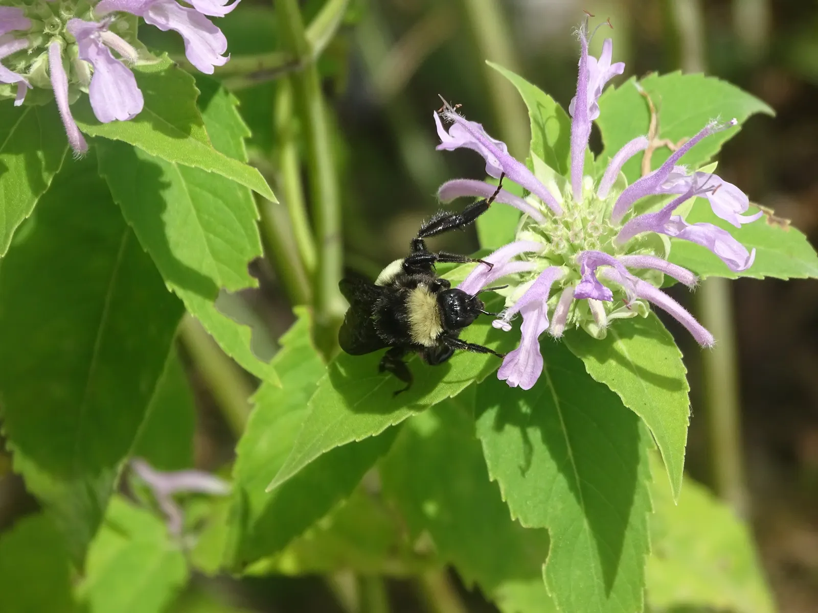 Wild Bergamot (Monarda fistulosa) — perennial for full or half; high-impact plant is a guaranteed way to enliven any outdoor space, image 69