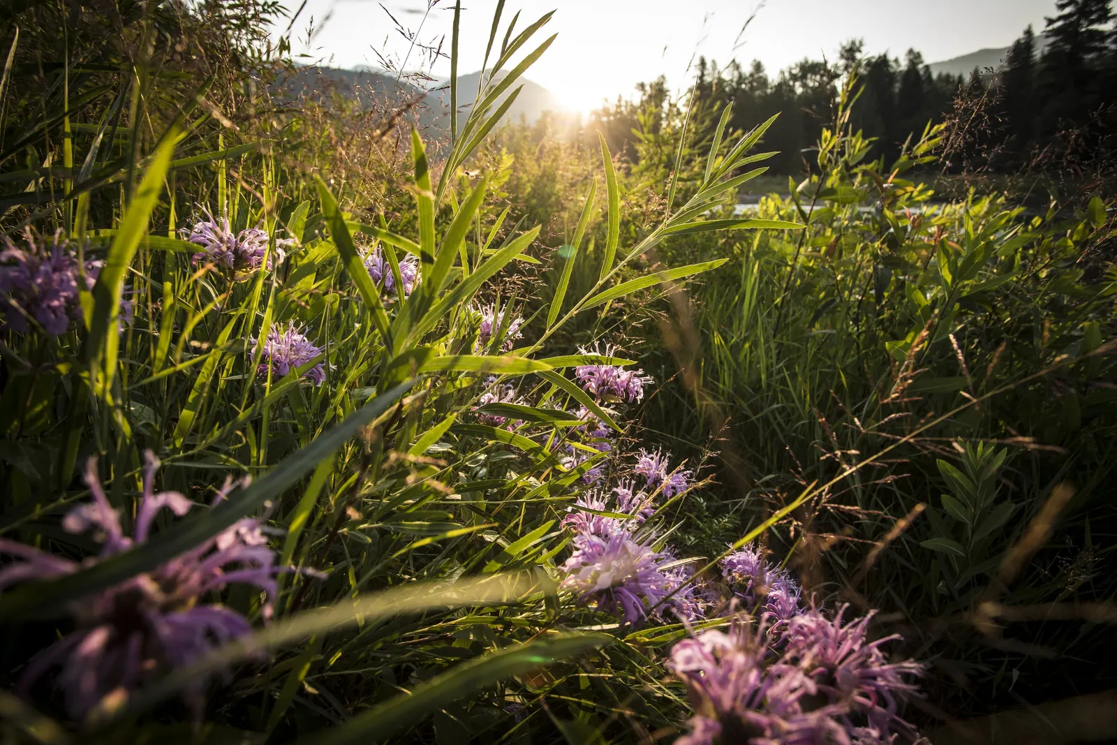 Wild Bergamot (Monarda fistulosa) — Hardy in USDA zones 4 through 9