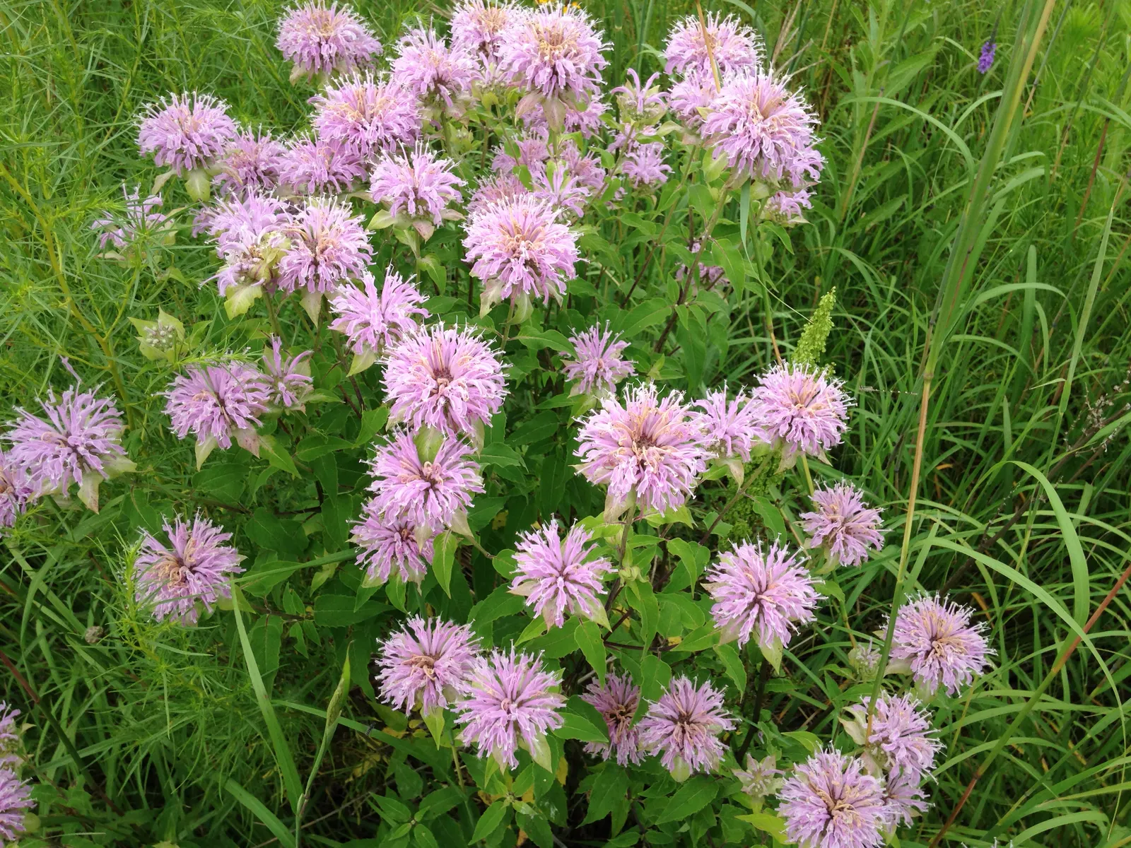 Wild Bergamot (Monarda fistulosa) — It features lavender-pink tubular flowers atop 2 to 4-feet tall stems