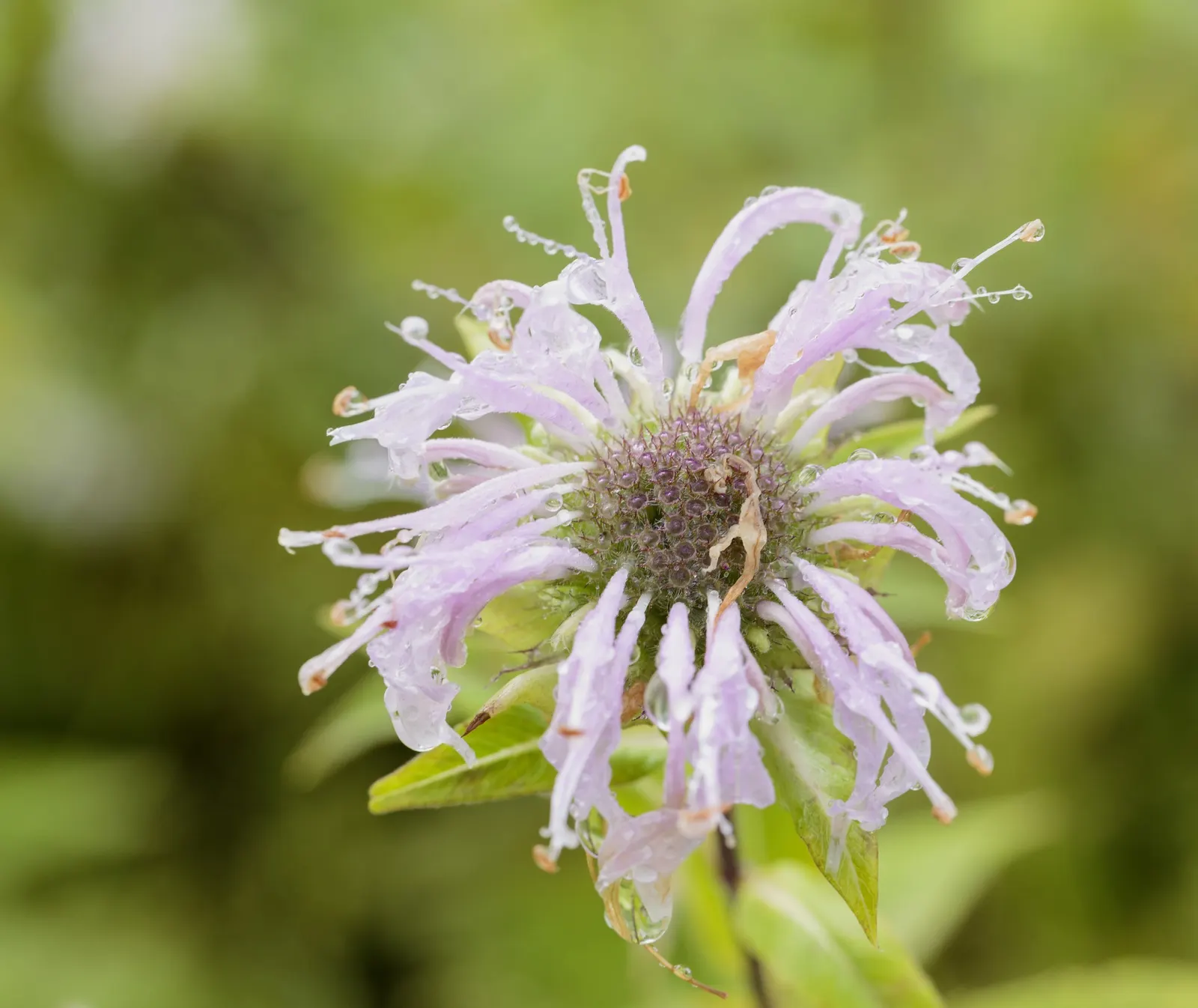 Wild Bergamot (Monarda fistulosa) — Wild Bergamot or Monarda fistulosa, is a resilient perennial native to North America; its mint-scented foliage, image 93
