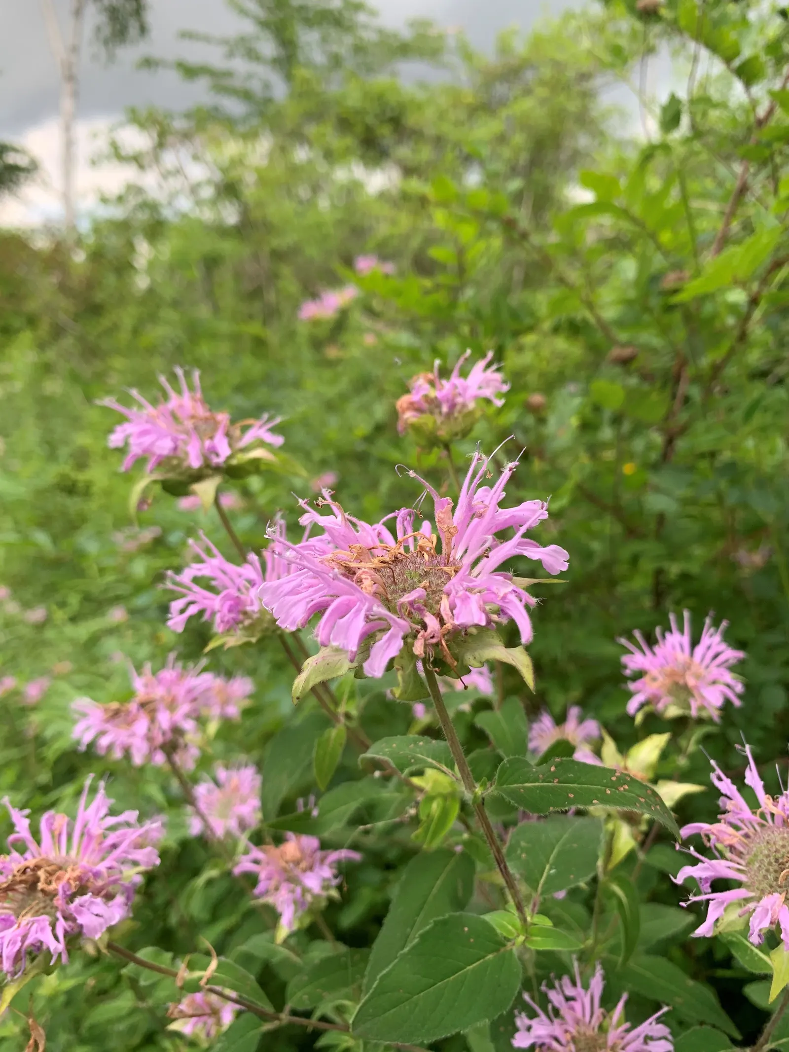 Wild Bergamot (Monarda fistulosa) — Hardy in USDA zones 4 through 9; this plant thrives in full to partial sun, in zones 3 to 9, with moderate water needs