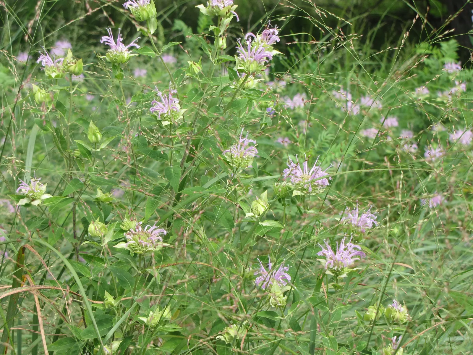 Wild Bergamot (Monarda fistulosa) — Ensure to give it a spacing of about 18 to 24 inches apart for optimal growth and air circulation; lavender and, image 102