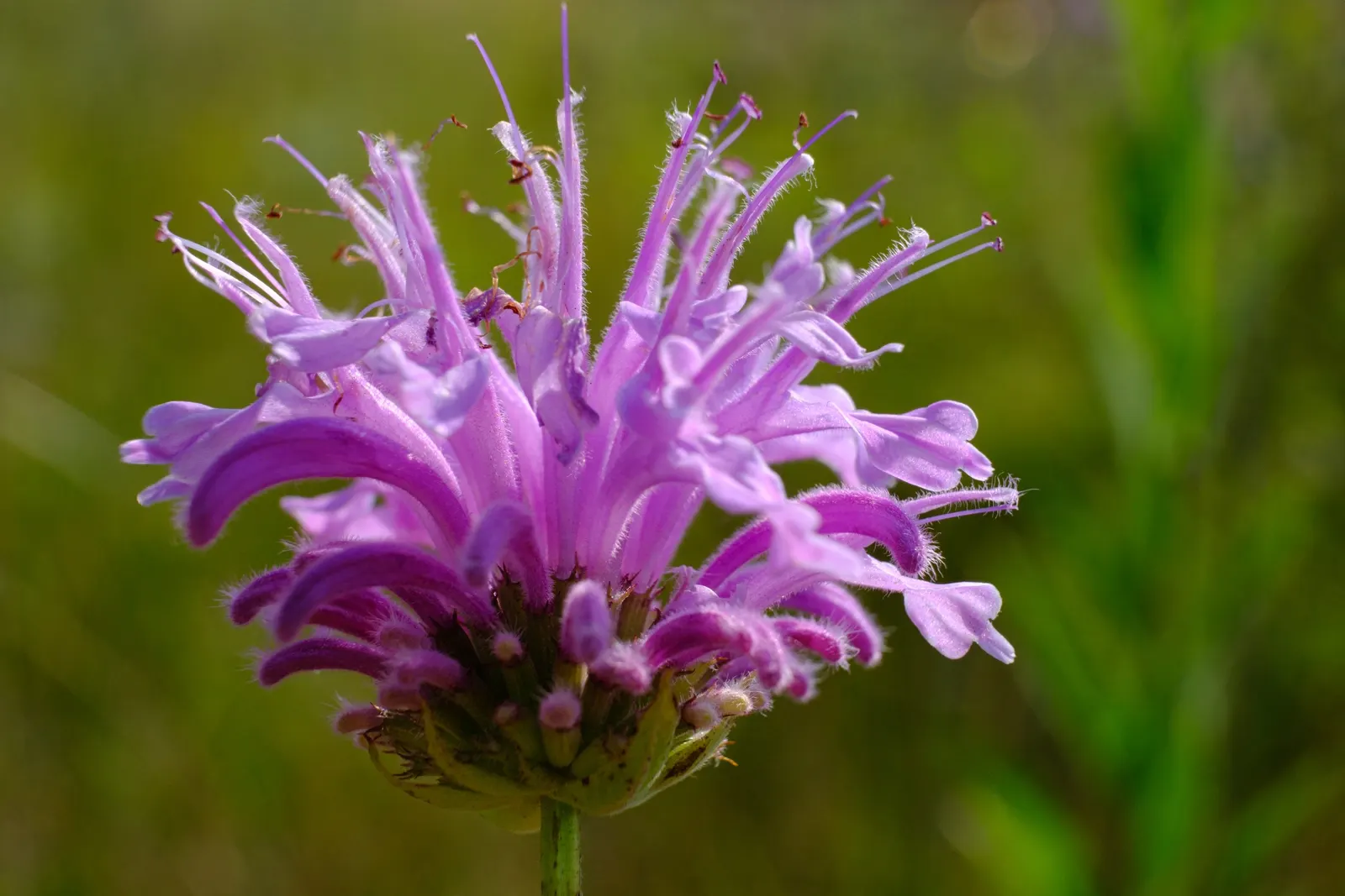 Wild Bergamot (Monarda fistulosa) — it stands up to a variety of climates