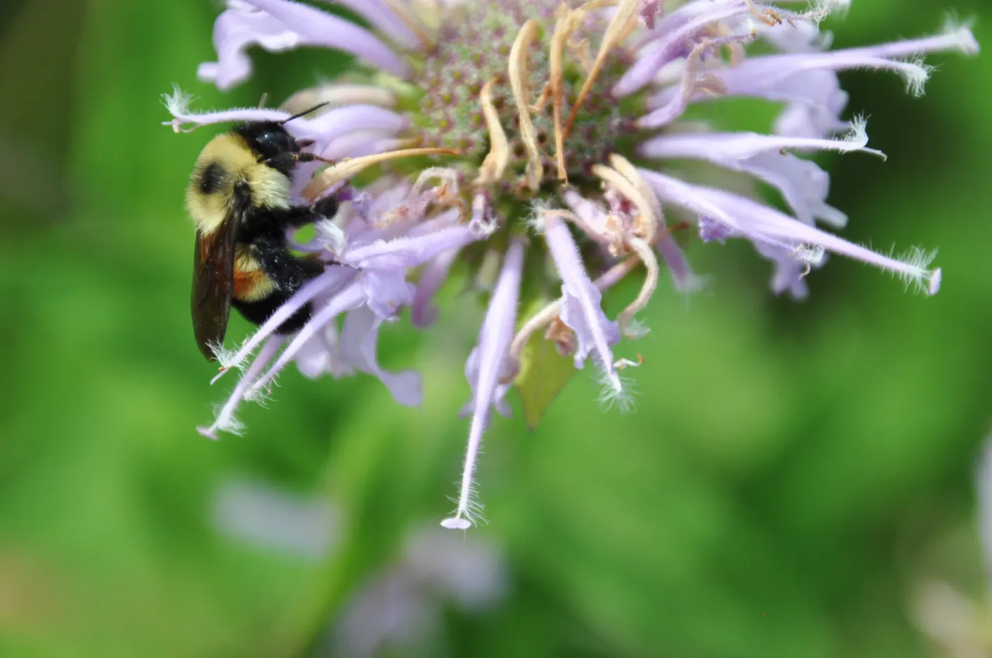 Wild Bergamot (Monarda fistulosa) — an informal traditional bed; it flourishes in full sun to partial shade and prefers well-drained soil, image 110