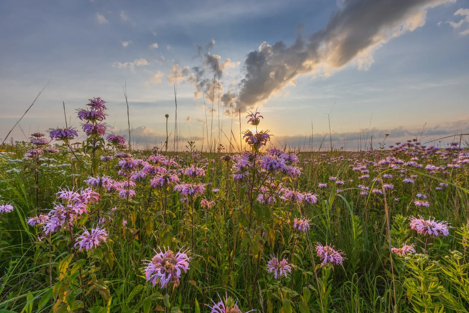 Wild Bergamot (Monarda fistulosa) — Blooming mid to late summer; tolerating even dry conditions once established, image 97
