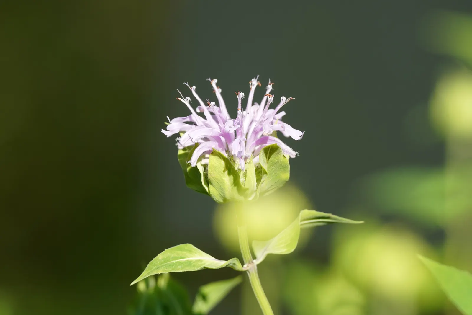 Wild Bergamot (Monarda fistulosa) — It flourishes in full sun to partial shade and prefers well-drained soil; the Wild Bergamot is ideal for a, image 77