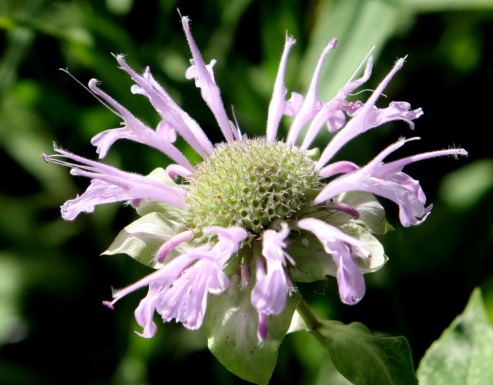 Wild Bergamot (Monarda fistulosa) — which is important for preventing powdery mildew.<br><br>The plant blooms from mid to late summer; blooming mid, image 126