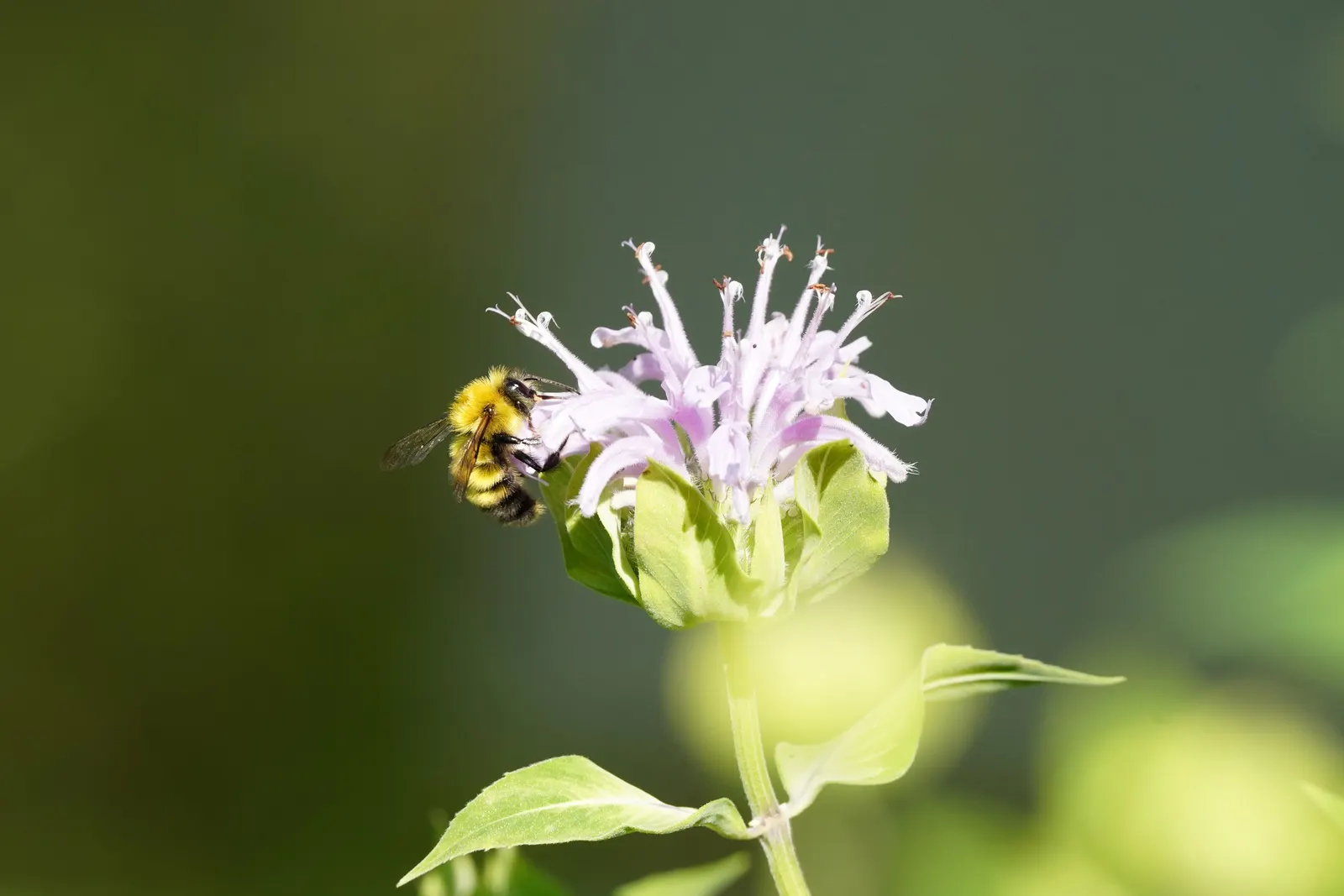 Wild Bergamot (Monarda fistulosa) — making it a versatile choice for various garden designs